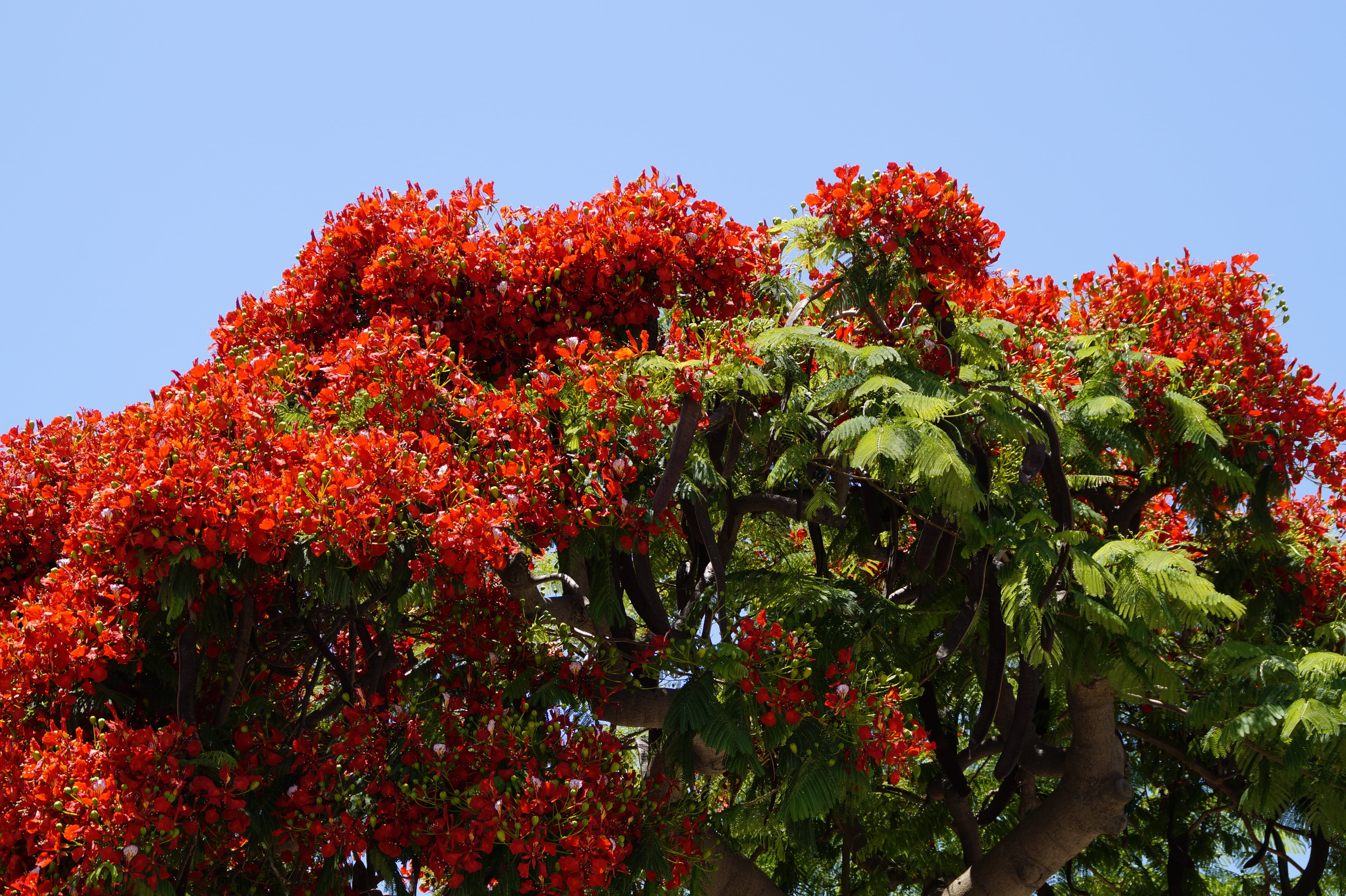 outdoors, bright, delonix regia, summer, flamboyant, tropics, freshness, growth, leaf, no people, flowers, flower, legumes, food, 5K, nature, flaming, HD Wallpaper