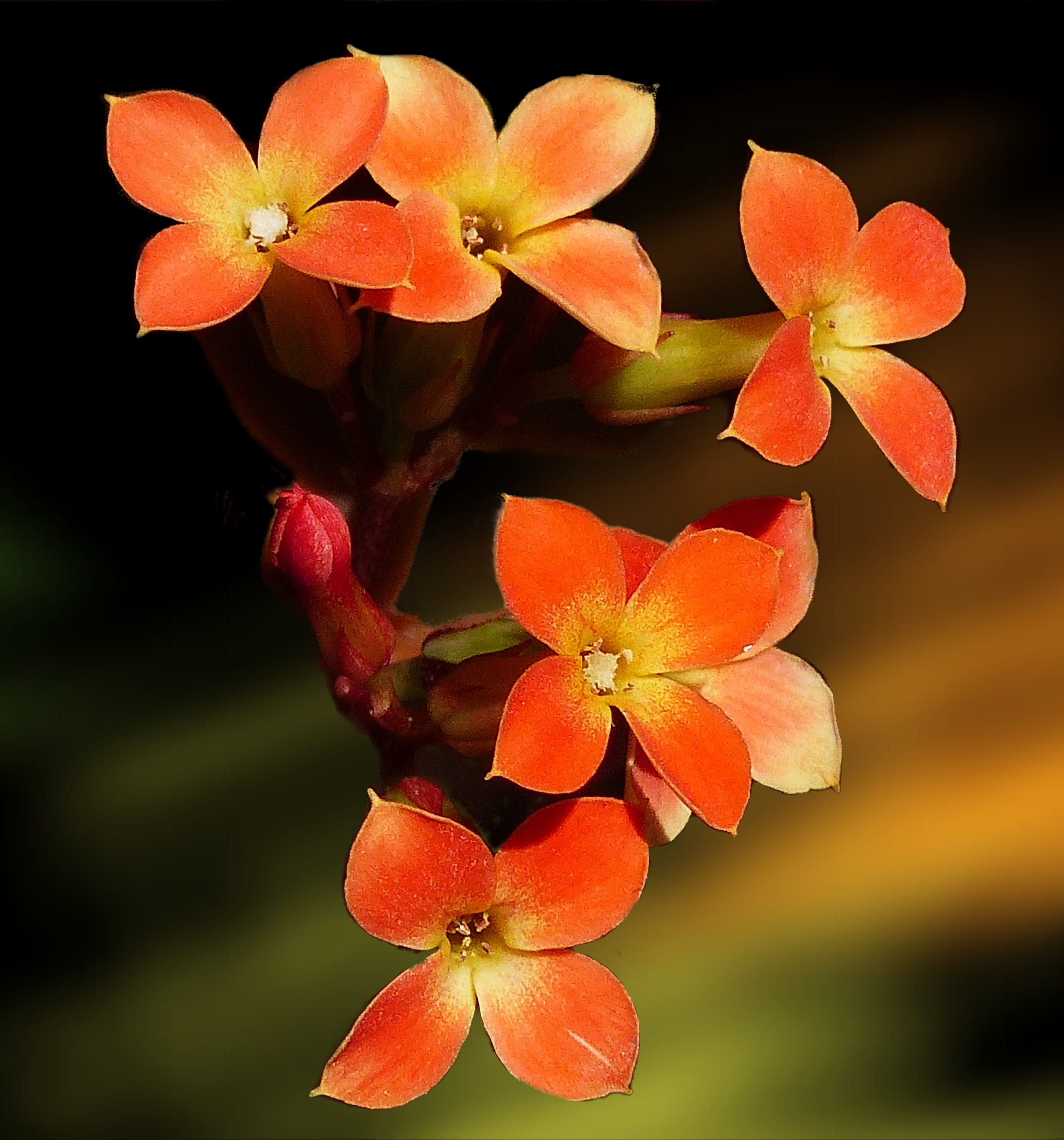design, fragility, freshness, inflorescence, beauty in nature, plant, graphical, orange, focus on foreground, day, flowering plant, digital artwork, flourish, Phone HD Wallpaper