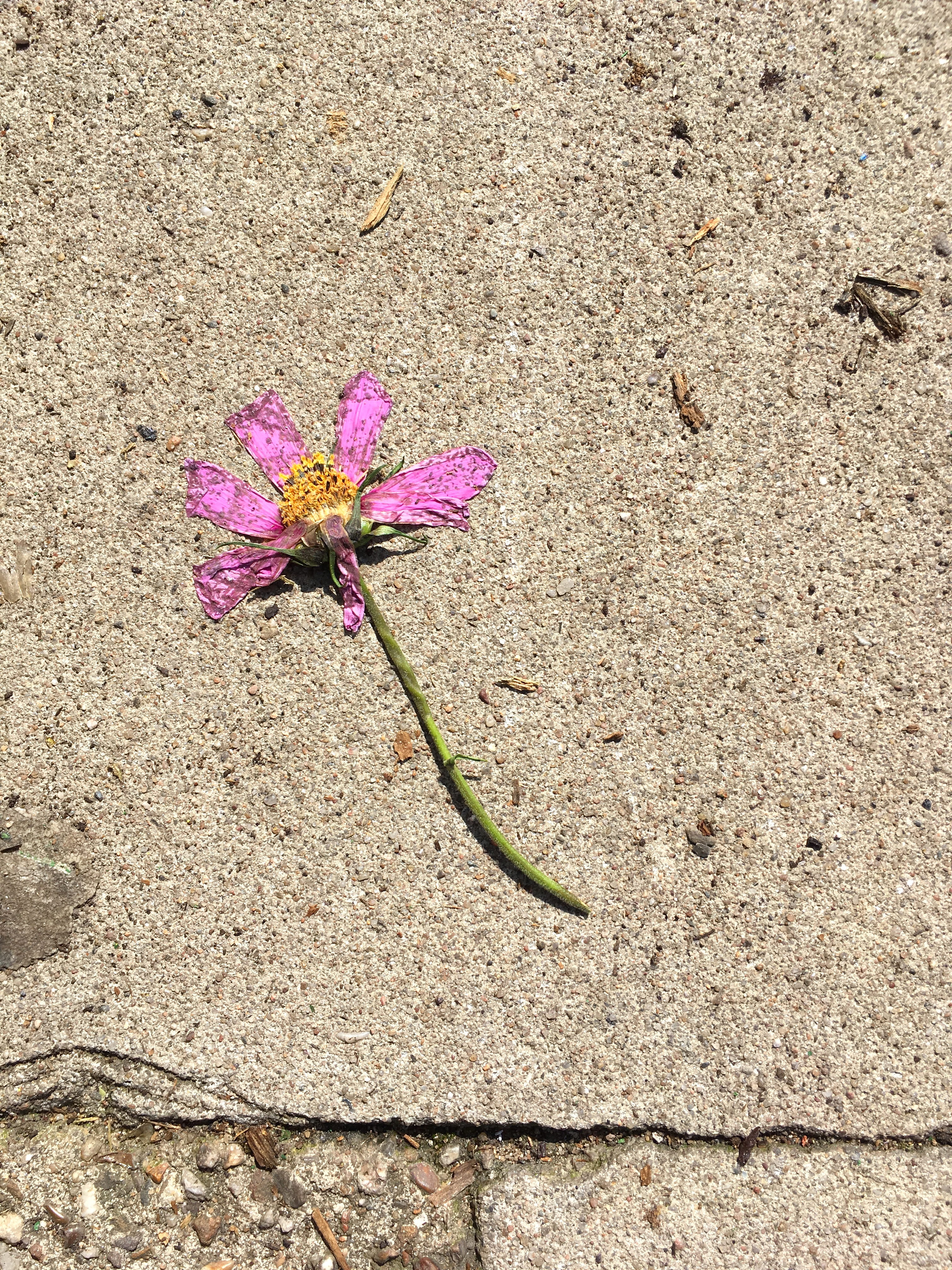 spring, bloom, petals, decay, withered, crushed, high angle view, flowering plant, 4K, blossom, no people, nature, flower head, vulnerability, transience, Phone HD Wallpaper
