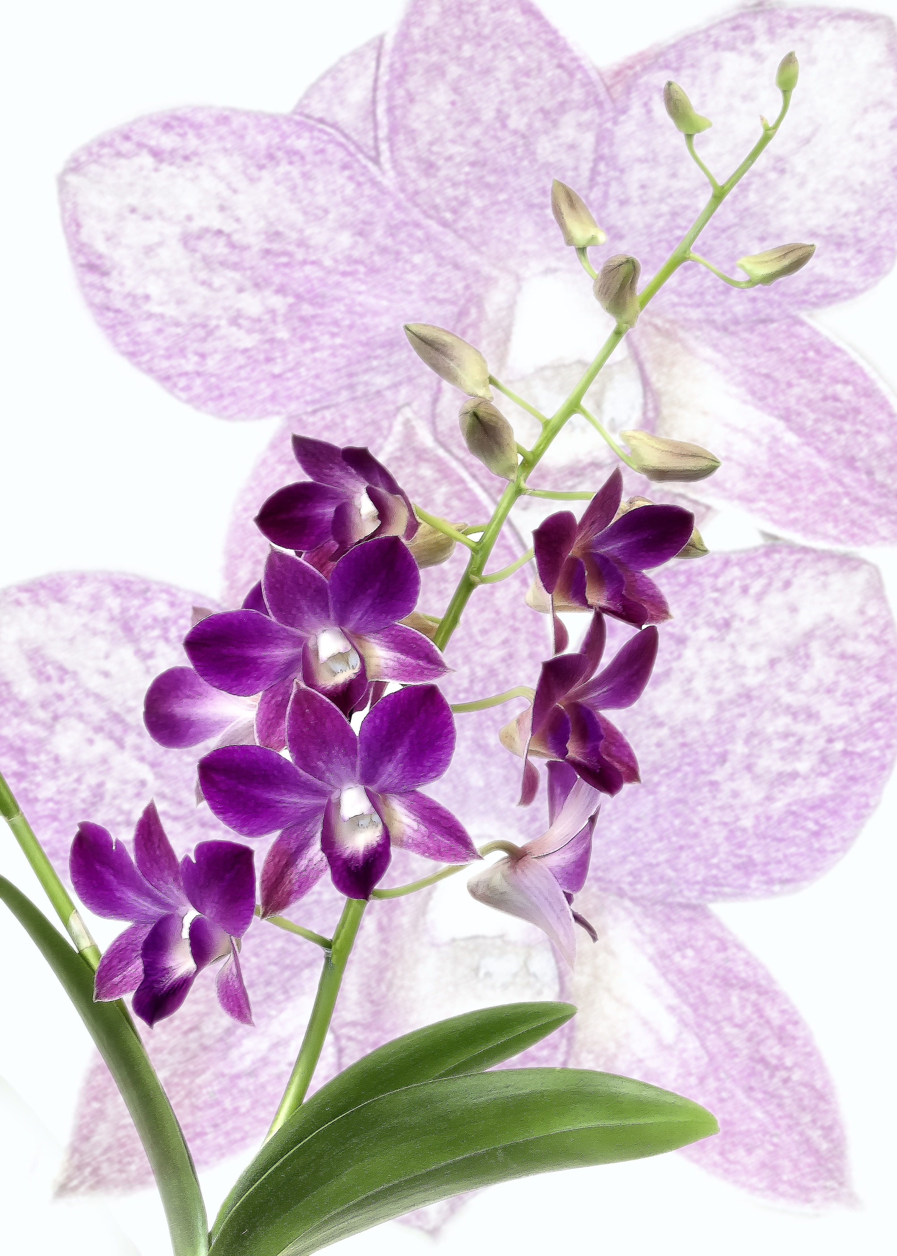 bloom, nature, freshness, Blossom, no people, growth, close-up, plant, white background, close, beauty in nature, Purple, vulnerability, exotic, outdoors, Phone HD Wallpaper