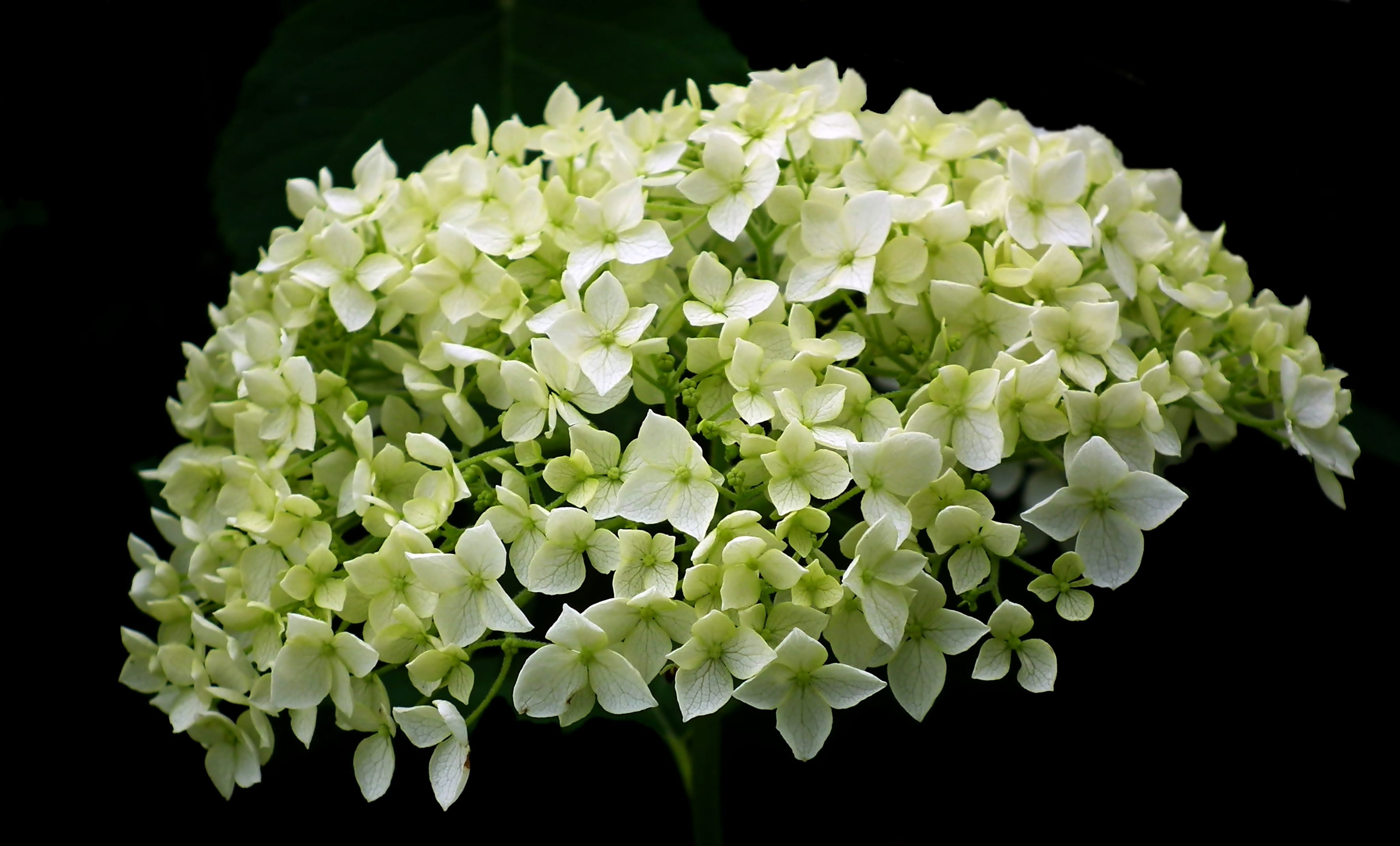 white color, black background, growth, vulnerability, decorative, macro, inflorescence, flower, plant, flourishing, garden, summer, 2K, green color, petal, HD Wallpaper