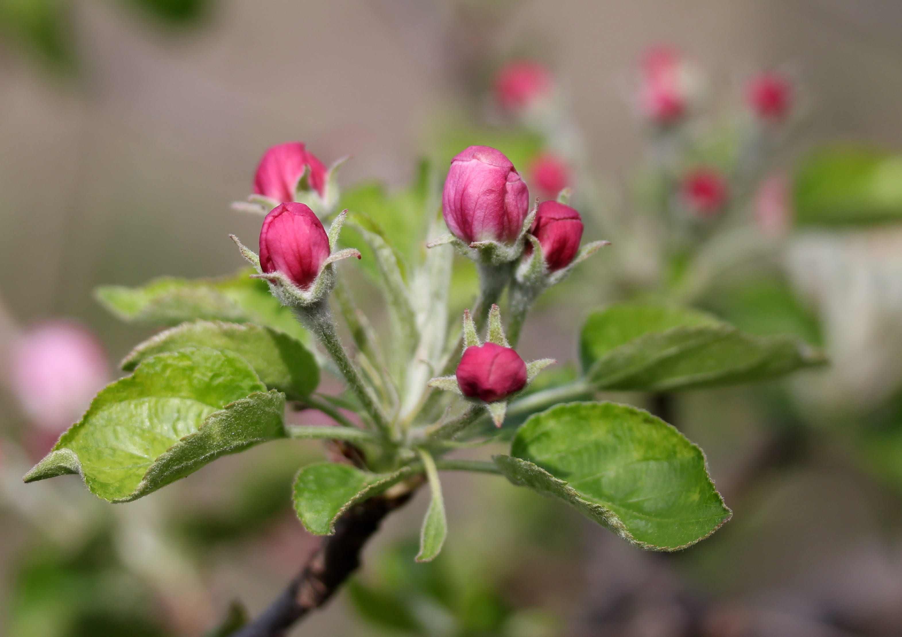 outdoors, green color, tree, growth, focus on foreground, flourished, 2K, fruit, pink, herb, food and drink, flower, spring, purple, march, freshness, HD Wallpaper