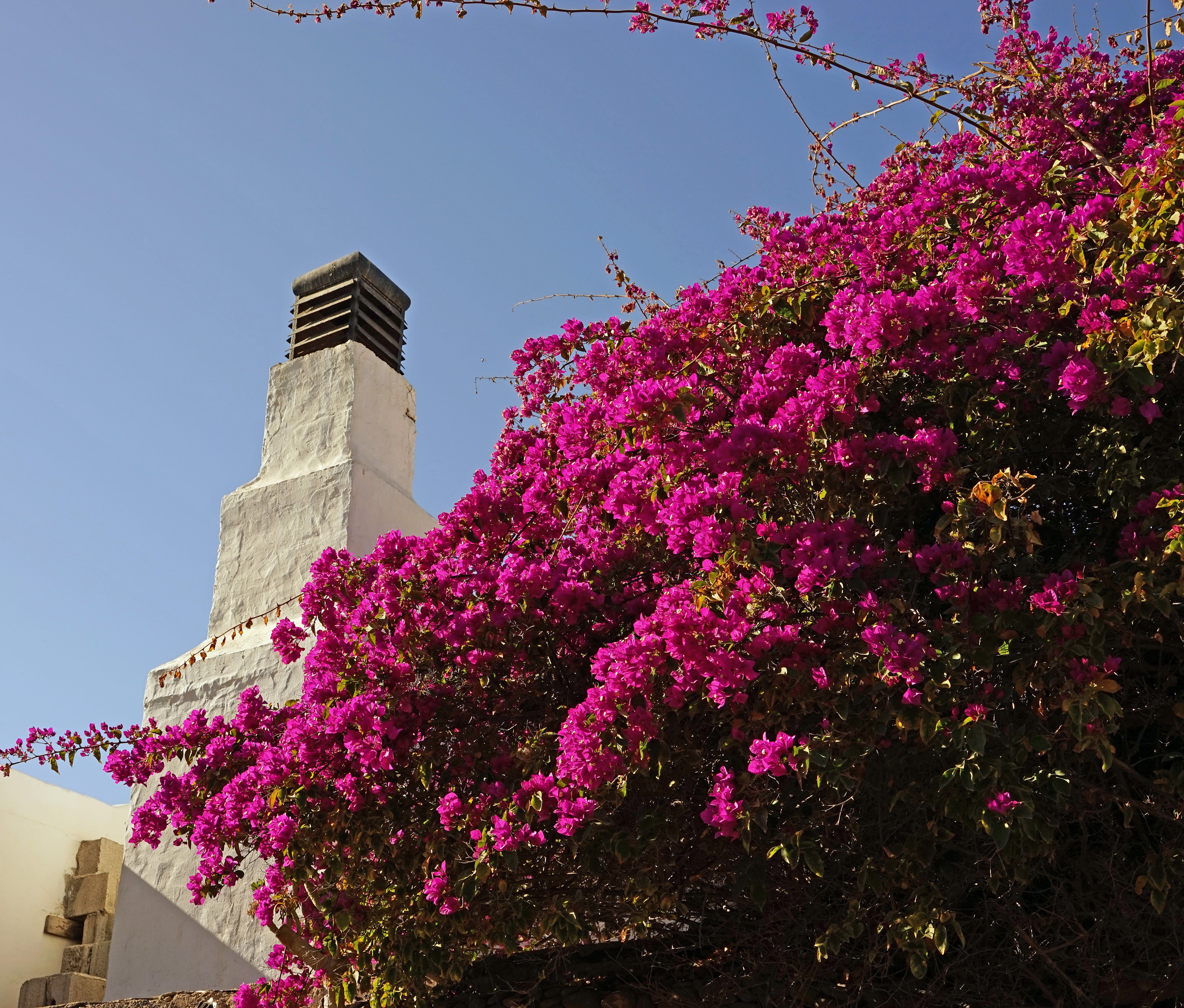 building, tower, flourishing tree, pink color, flower, springtime, nature, building exterior, fragility, cherry blossom, beauty in nature, built structure, HD Wallpaper