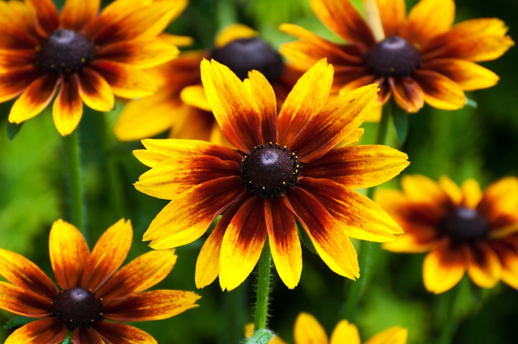 day, garden, focus on foreground, coneflower, black-eyed susan, flora, 1080P, flower, beauty in nature, flourishing, fragility, osteospermum, growth, pollen, HD Wallpaper