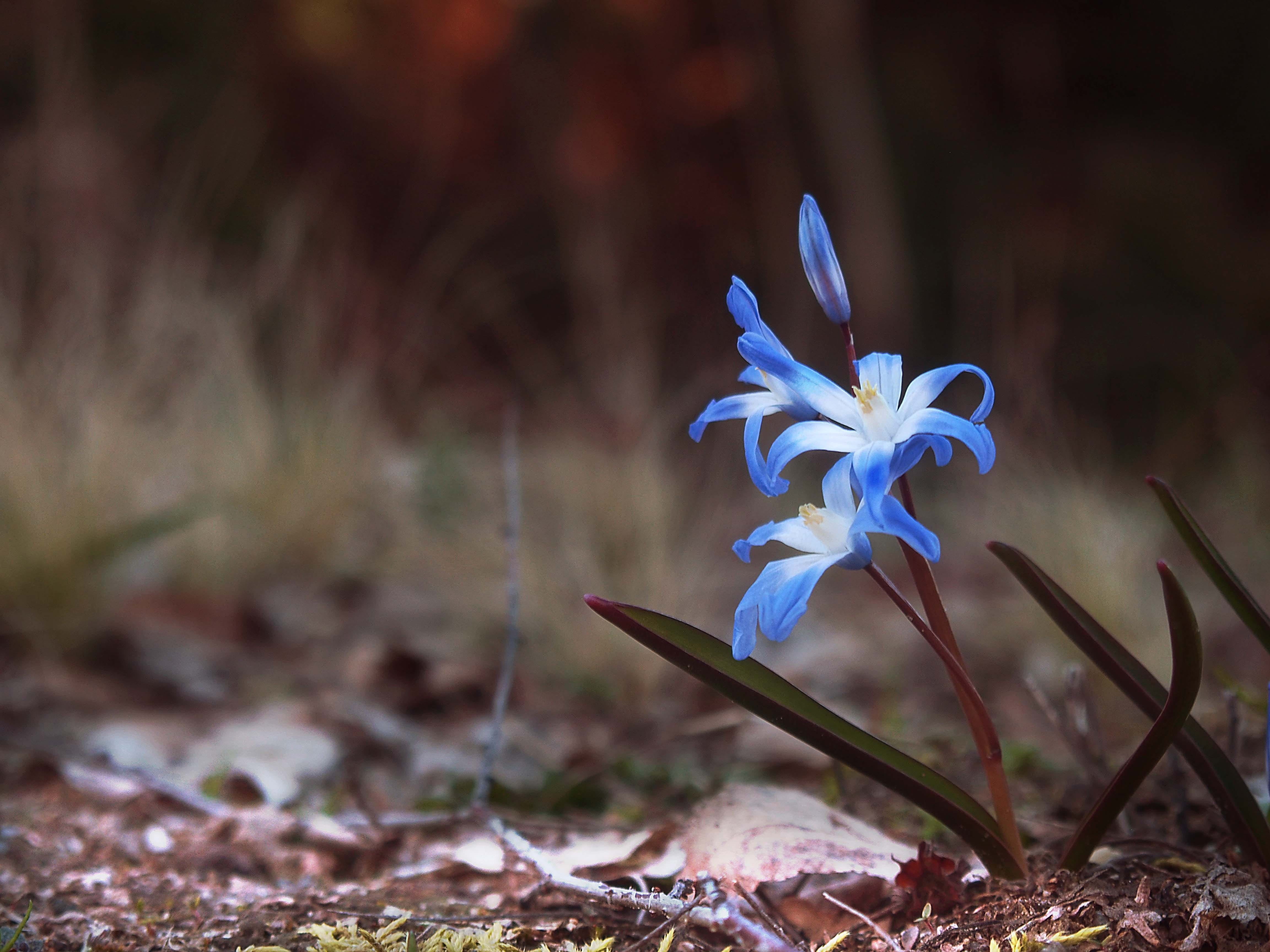 green, land, plant, flowering plant, picture, undersea, garden, outdoors, 4K, petal, squill, inflorescence, white, photo, no people, focus, flowers, blue, HD Wallpaper