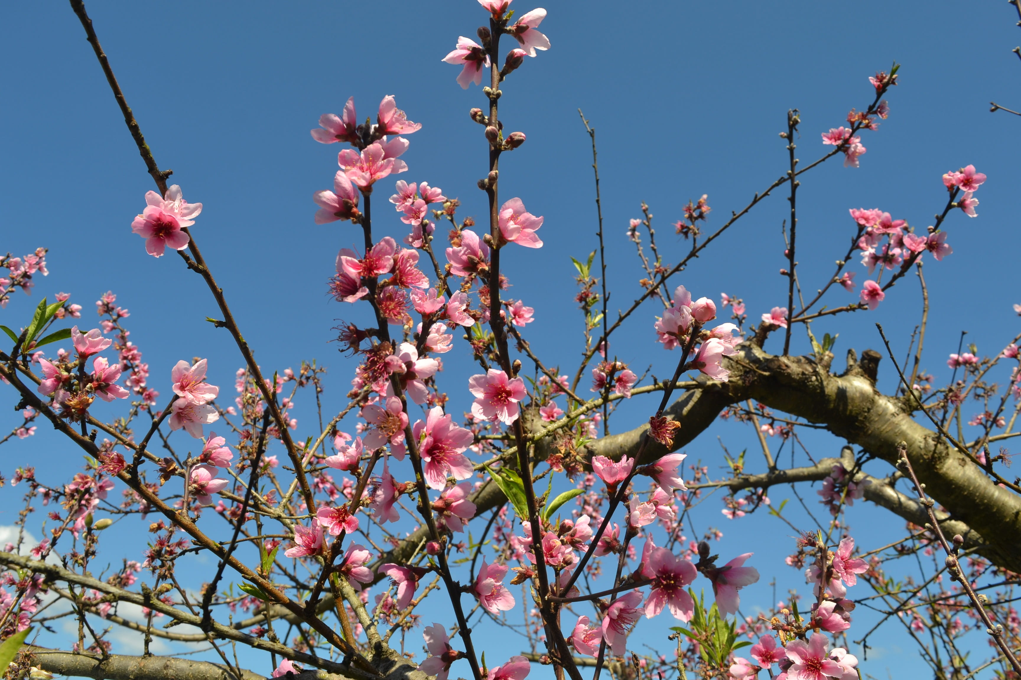 botanist, nature, day, flourish, orchard, vulnerability, flower, sky, cherry tree, outdoors, tree, pink color, clear sky, spring, cherry blossom, no people, HD Wallpaper