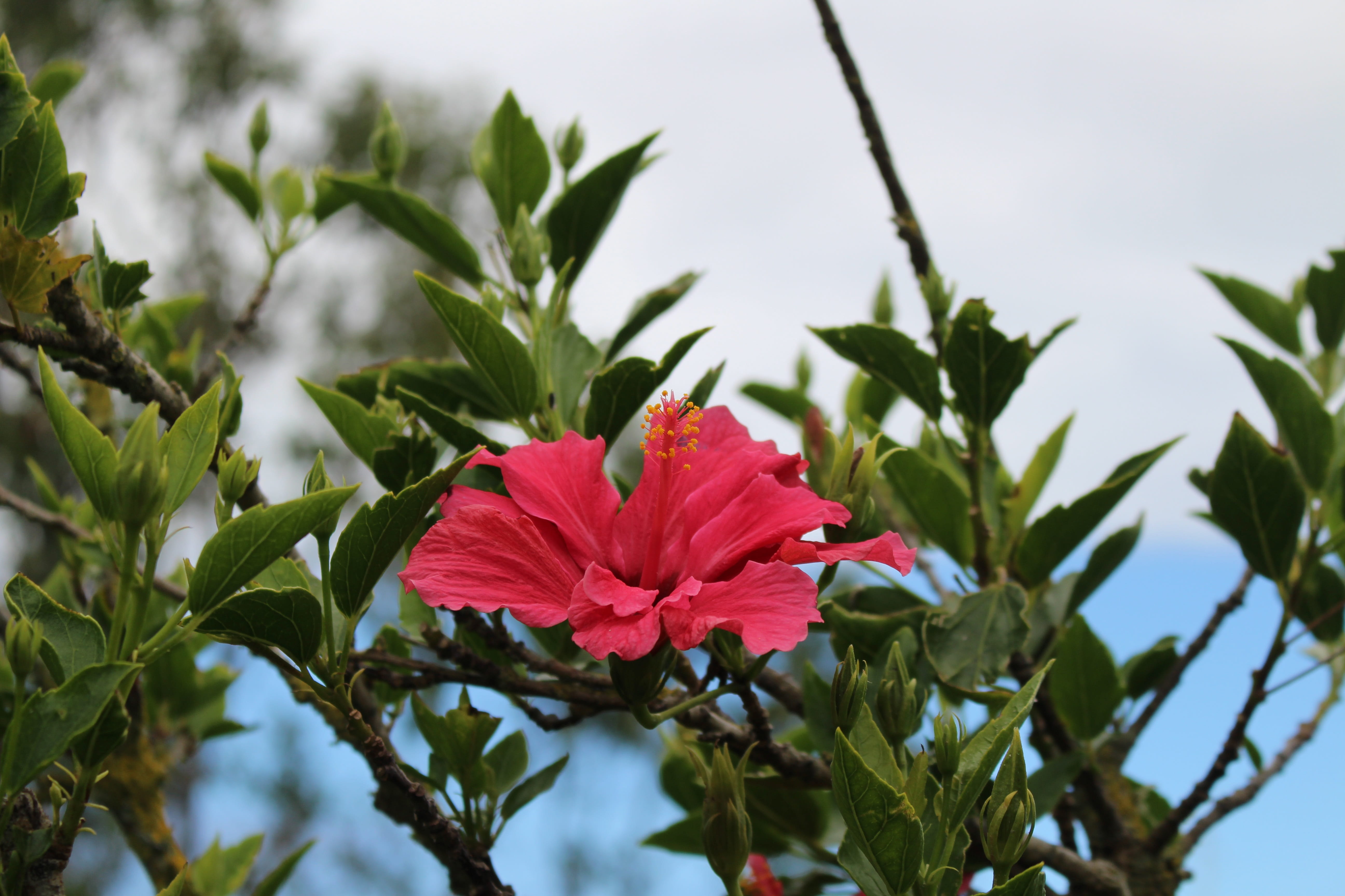 hibiscus, color, 5K, beauty in nature, flower head, red, leaf, green color, growth, inflorescence, no people, tree, plant, flourishing, flower, flowering plant, HD Wallpaper