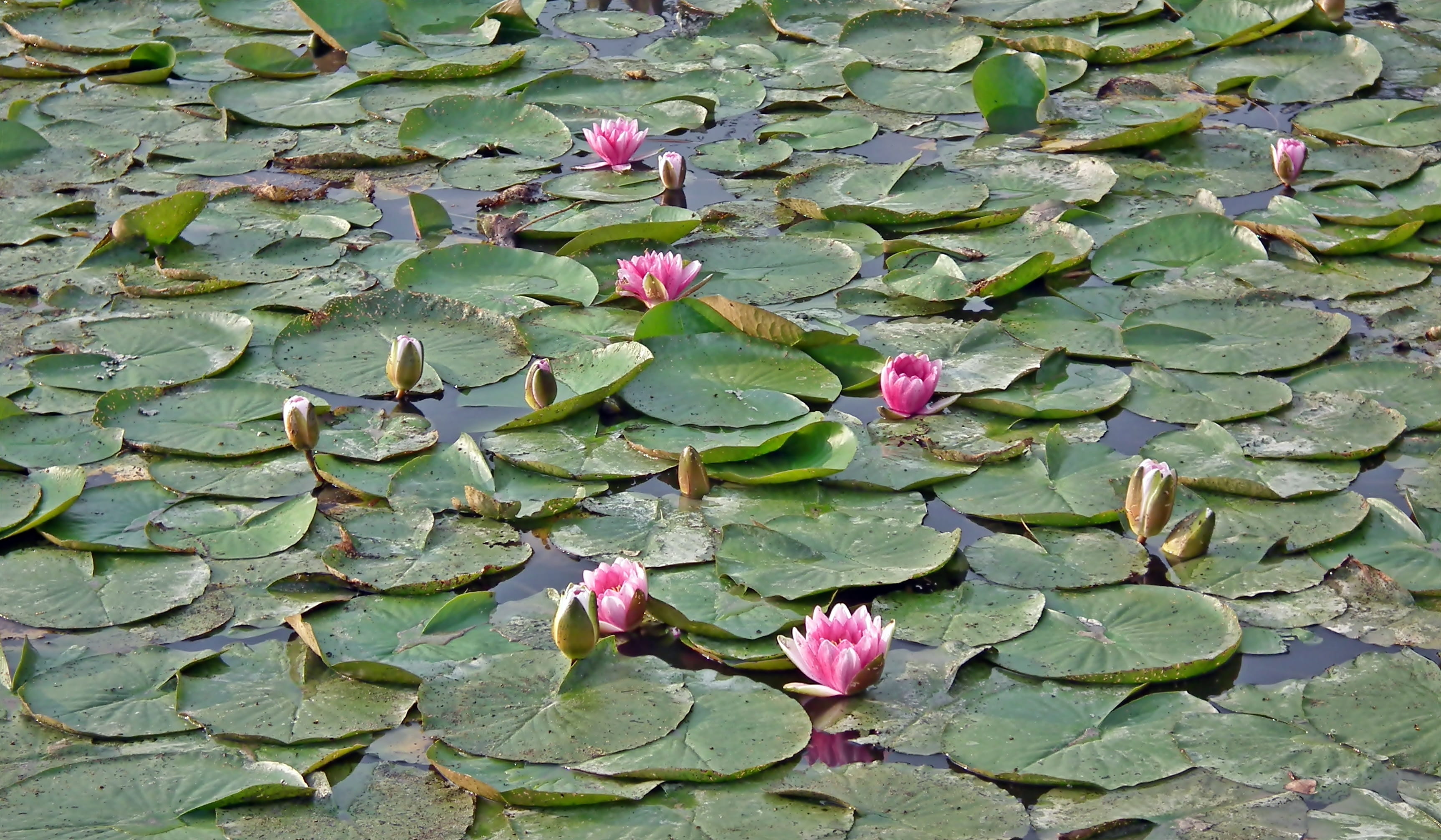 pink, leaves, floating, plant part, pond, lake, lily, flower head, flourishing, plant, water, beauty in nature, green color, garden, lotus water lily, water lily, HD Wallpaper