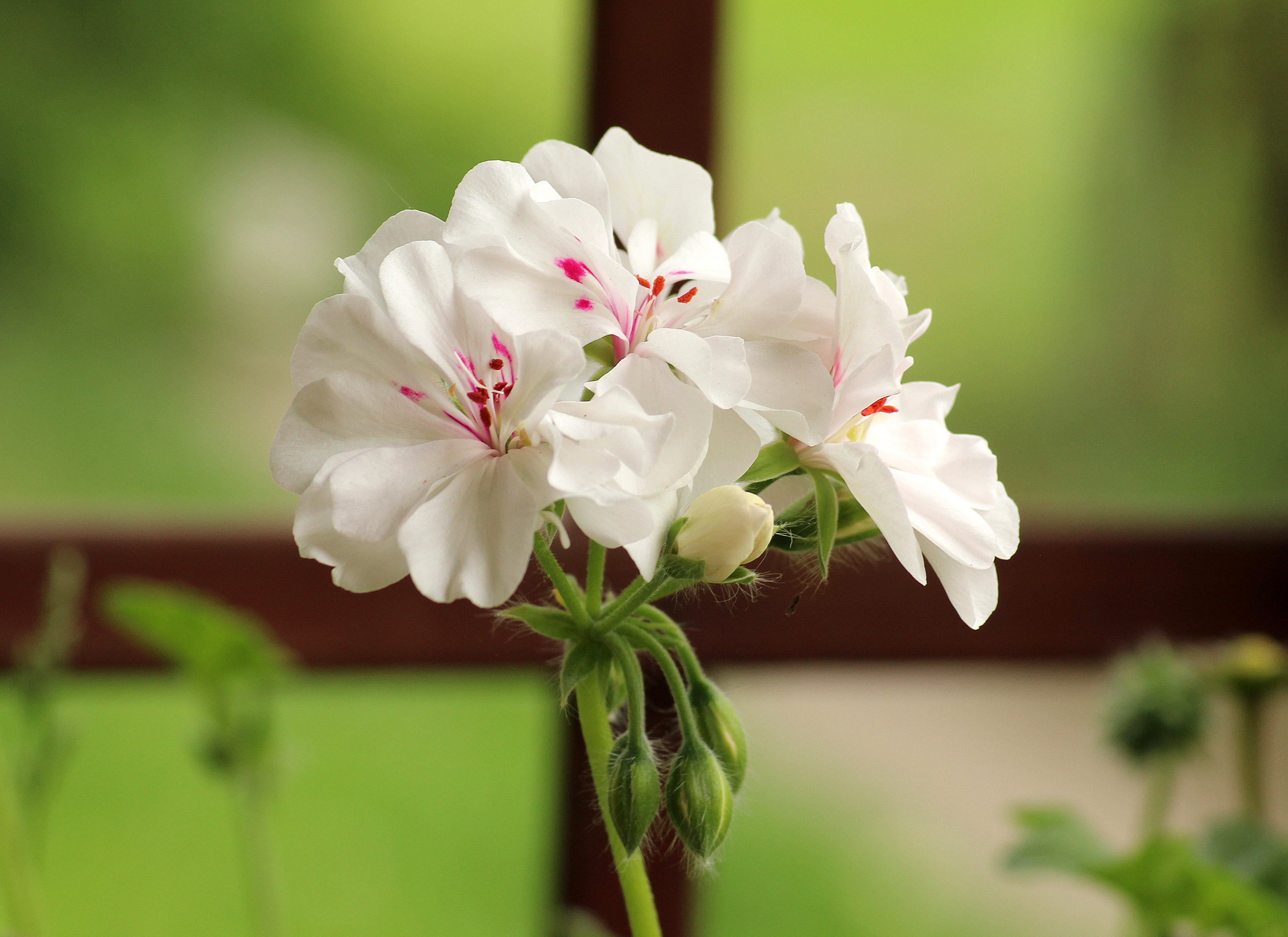 vulnerability, potted flower, growth, freshness, flower head, focus, plant, beauty in nature, flowers, flowering, day, no people, flower, inflorescence, HD Wallpaper