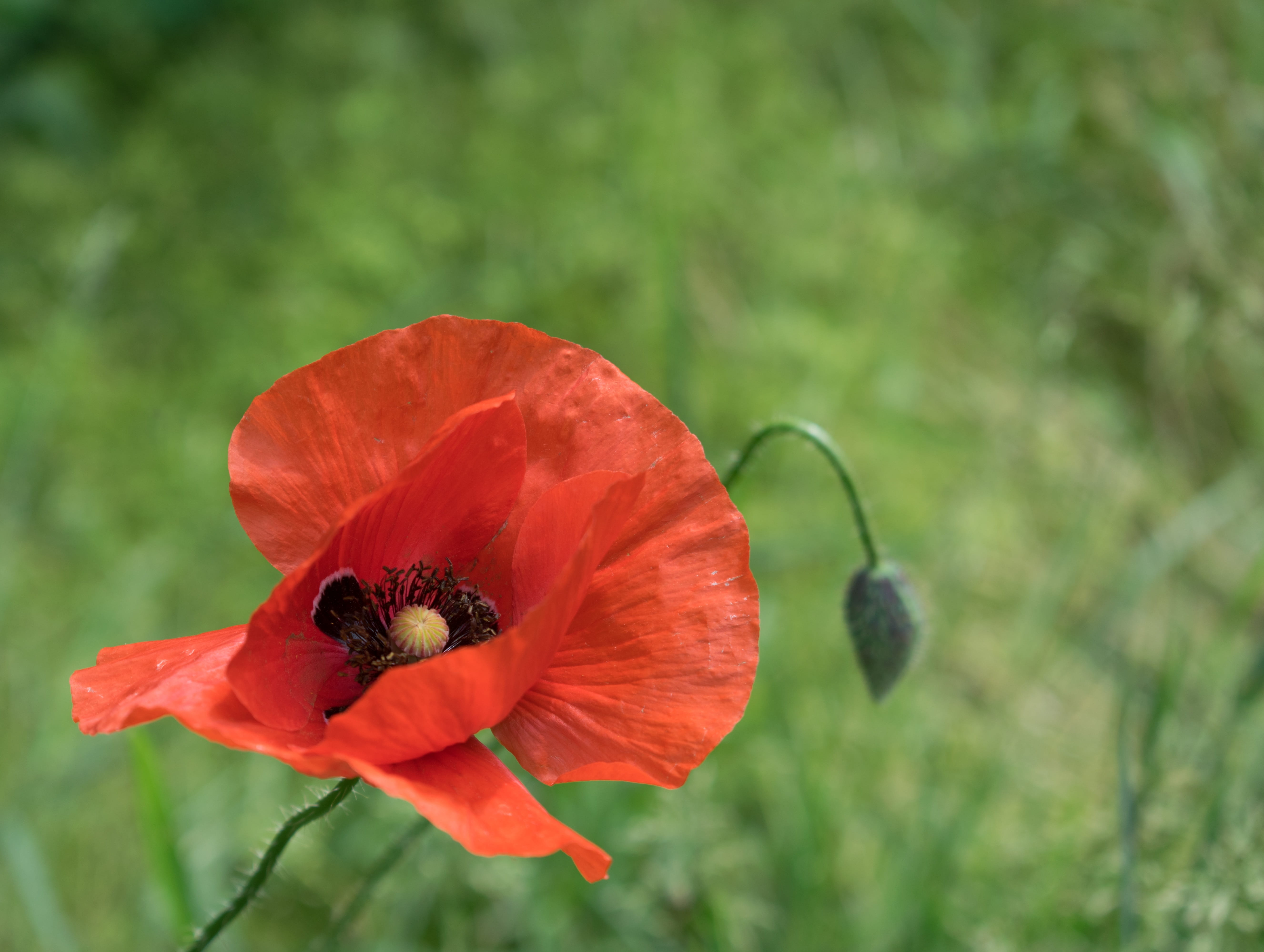 plant, floral, flourished, nature, mood, invertebrate, spring, outdoors, landscape, summer, poppy, animal wildlife, insect, bloom, flower, no people, flower head, HD Wallpaper
