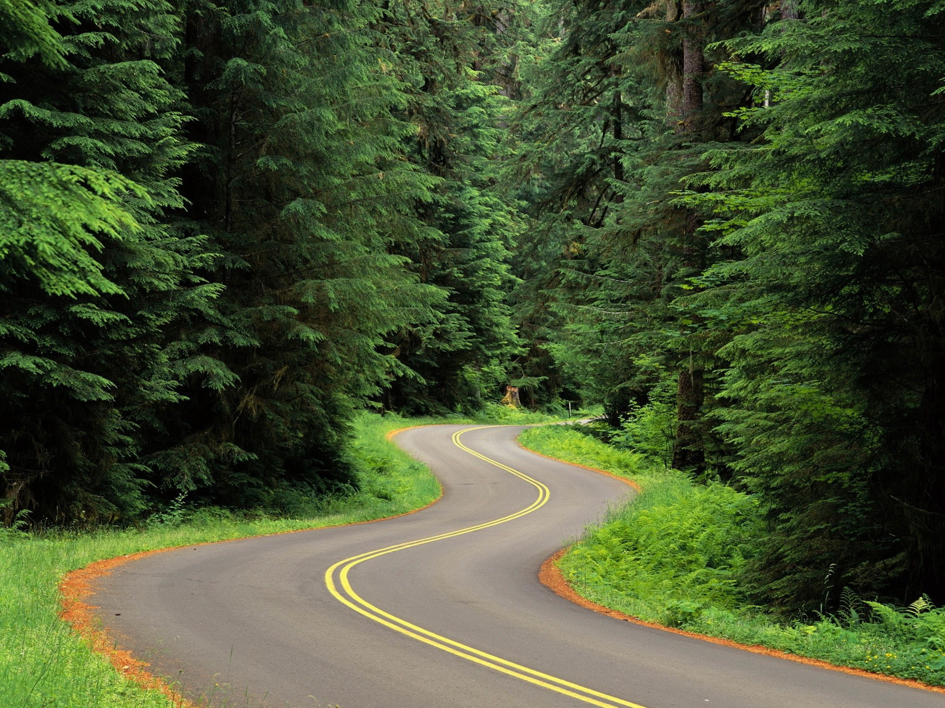 nature, landscape, 1080P, trees, forest, road, Twist, grass, HD Wallpaper