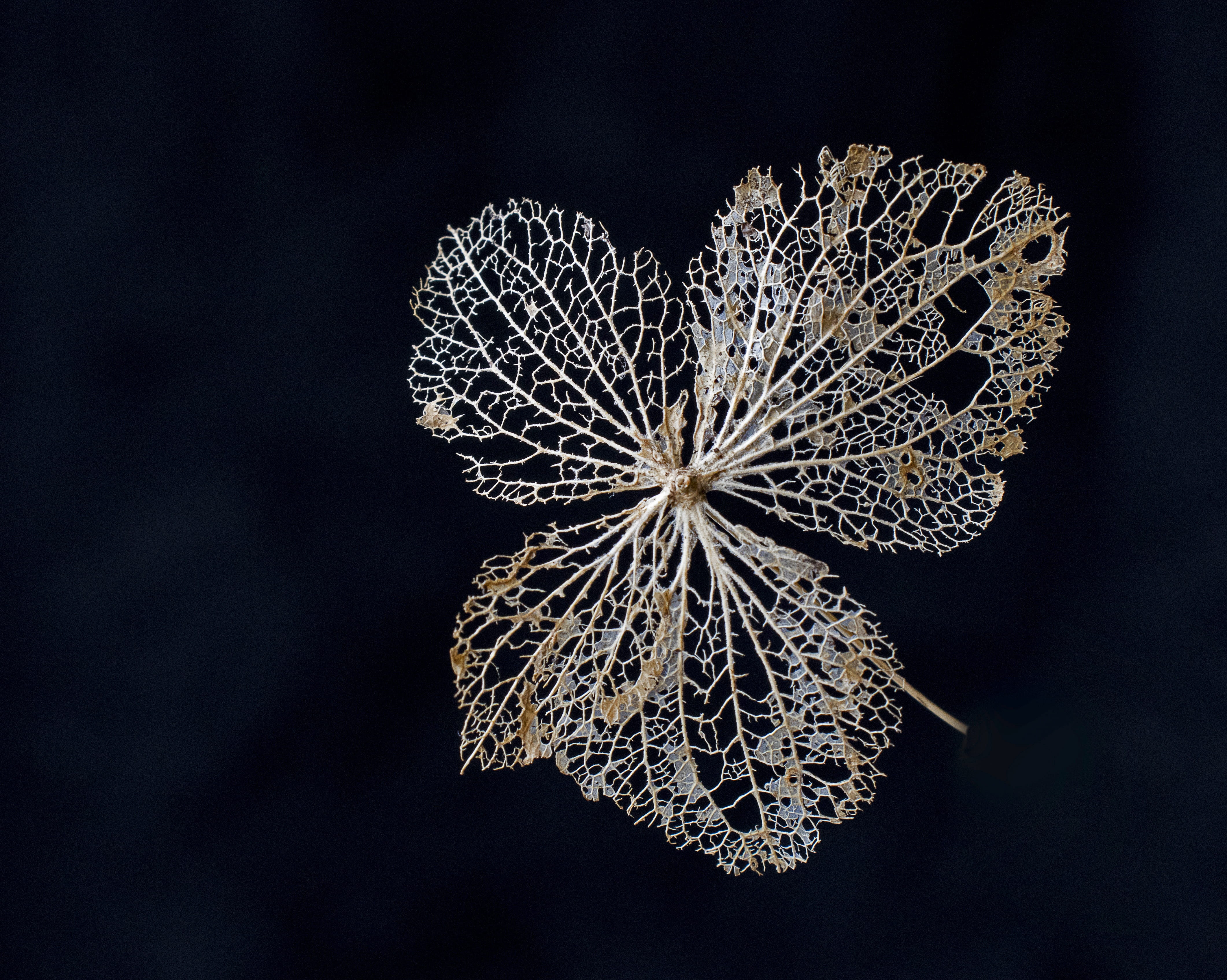 single object, cut out, pattern, filigree, indoors, black background, art and craft, emotion, plant, decoration, skeleton, high angle view, beauty in nature, HD Wallpaper