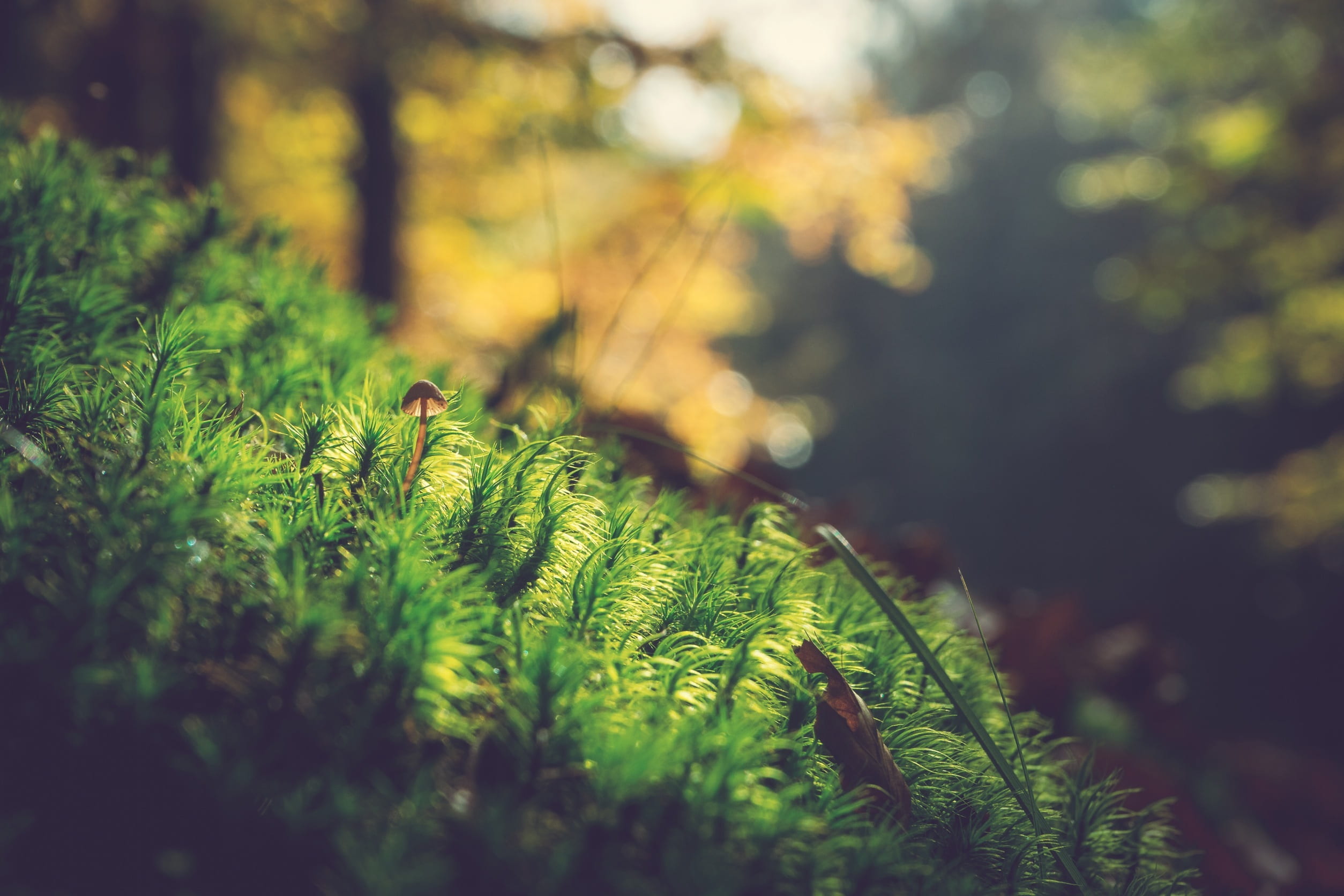 leaf, close-up, spring, autumn, focus on foreground, forest, tranquility, light, fern, moss, fragile, outdoors, 1080P, closeup, fresh, macro, plant part, HD Wallpaper