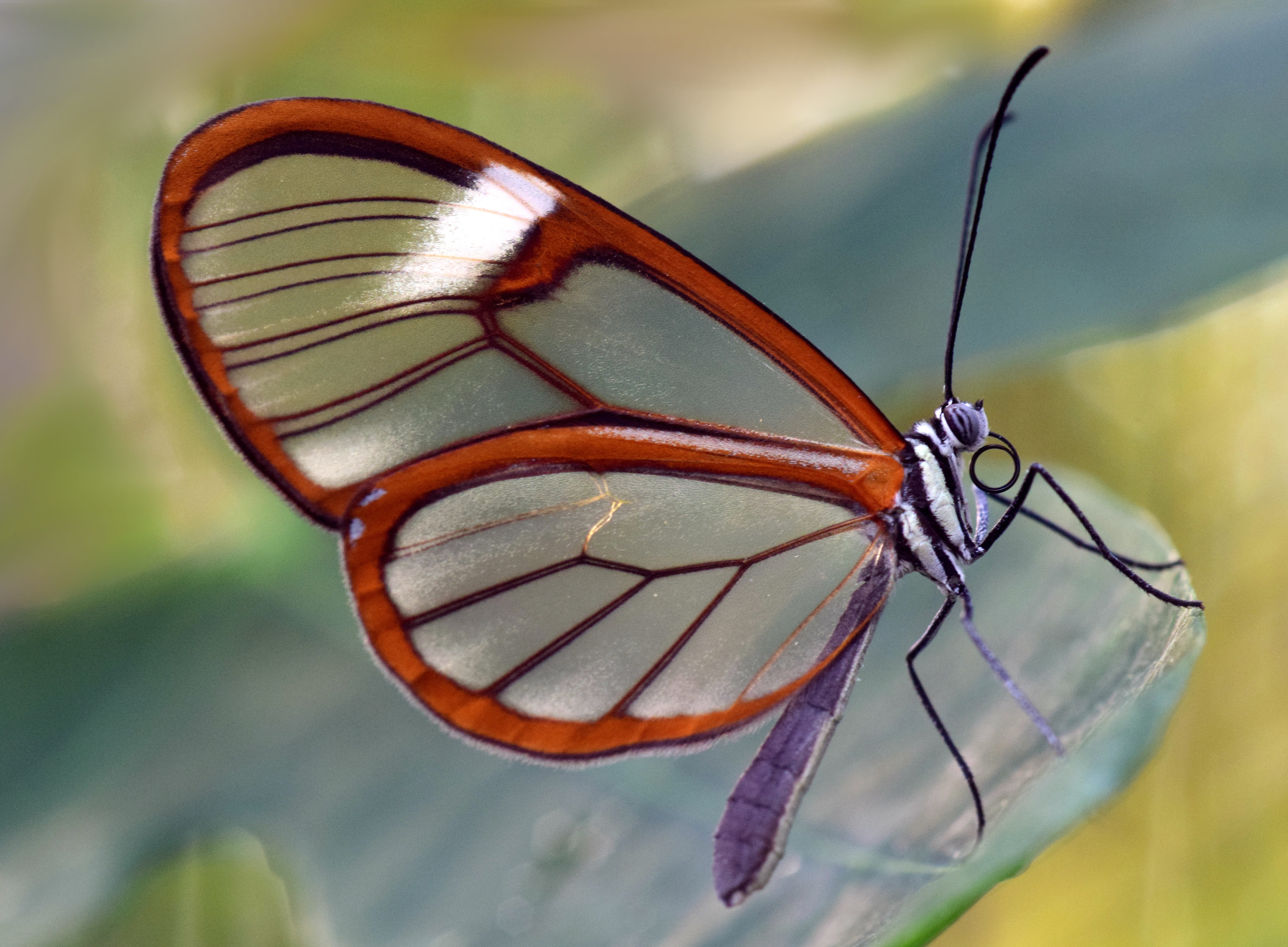 transparent, 5K, leaf, animal themes, one animal, animal, close-up, glass falter, beauty in nature, plant, glasswing, plant part, beautiful, nature, animals in the wild, HD Wallpaper