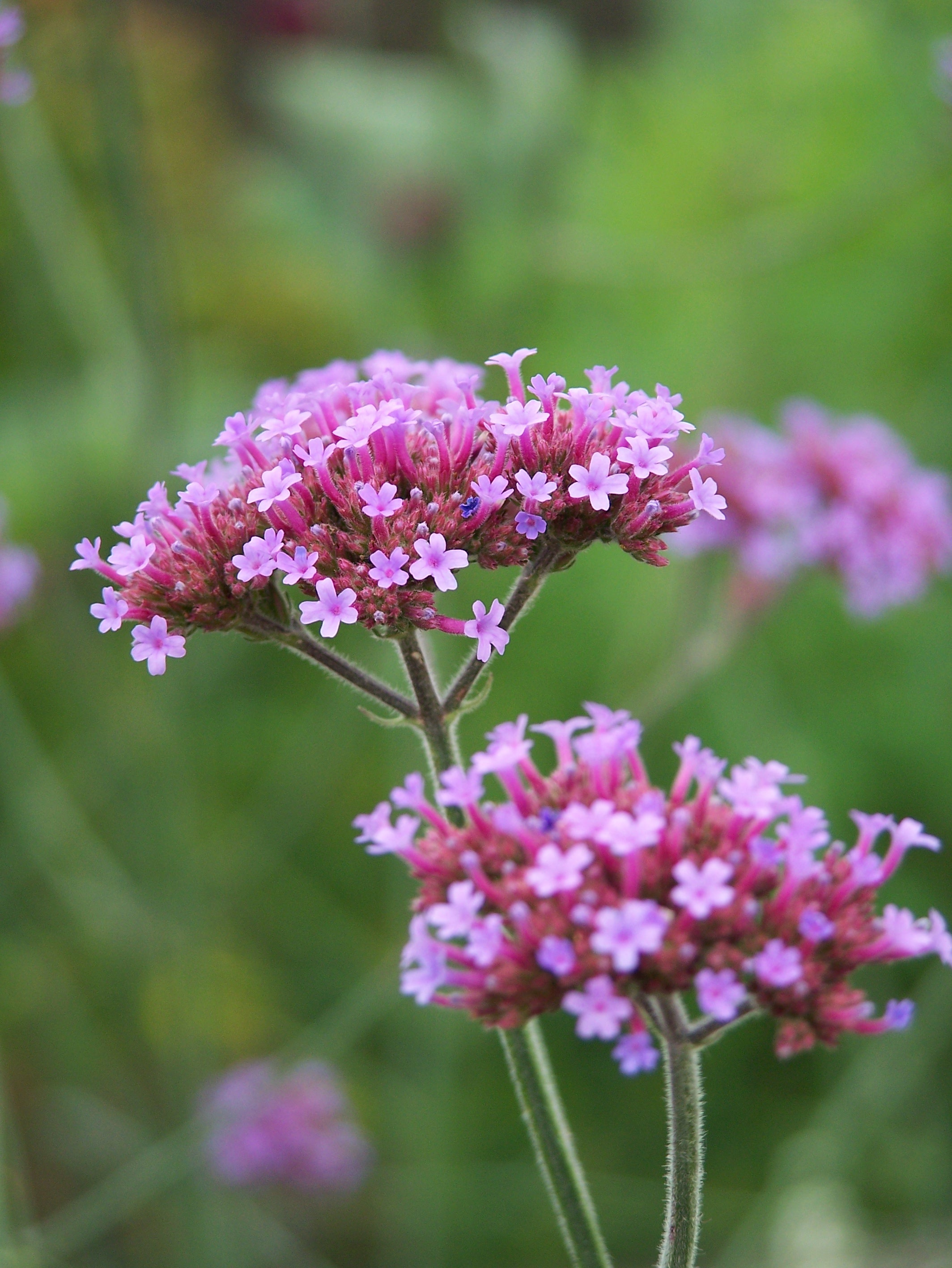 bloom, high verbena, lilac, filigree, meadow, flowering plant, nature, plant, 2K, beauty in nature, purple flower, day, no people, pink, fragility, growth, Phone HD Wallpaper