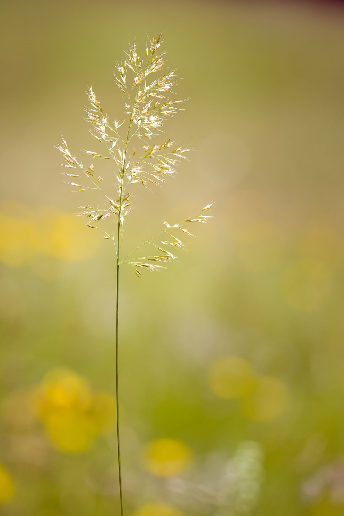 outdoors, grass, plant stem, tiresome, focus on foreground, tranquility, beauty in nature, plant, high grass, yellow, freshness, selective focus, 1080P, Phone HD Wallpaper