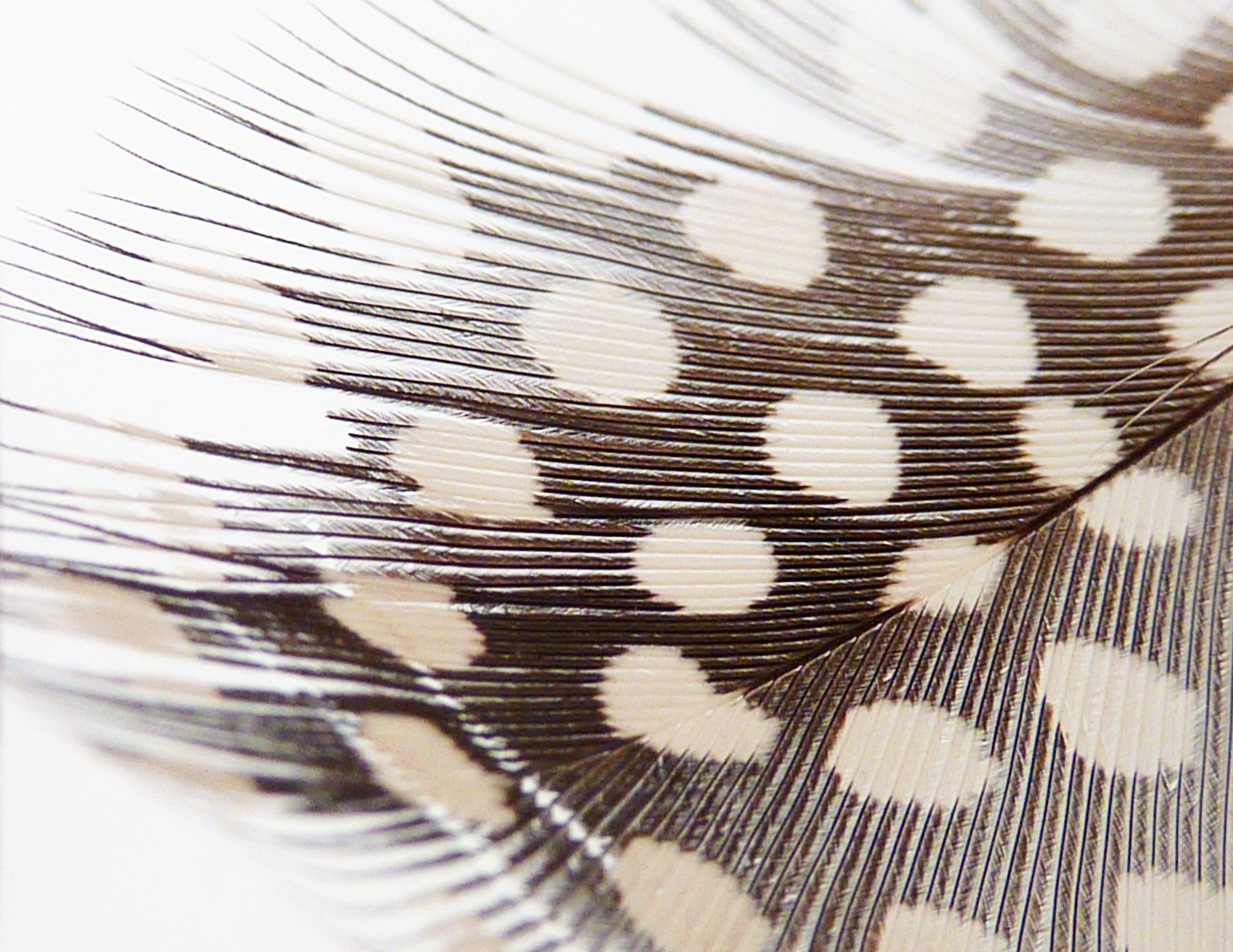 animal themes, animal, texture, fluff, industry, white, black color, down feather, selling, backgrounds, textile, textured, bird feather, background, close-up, HD Wallpaper