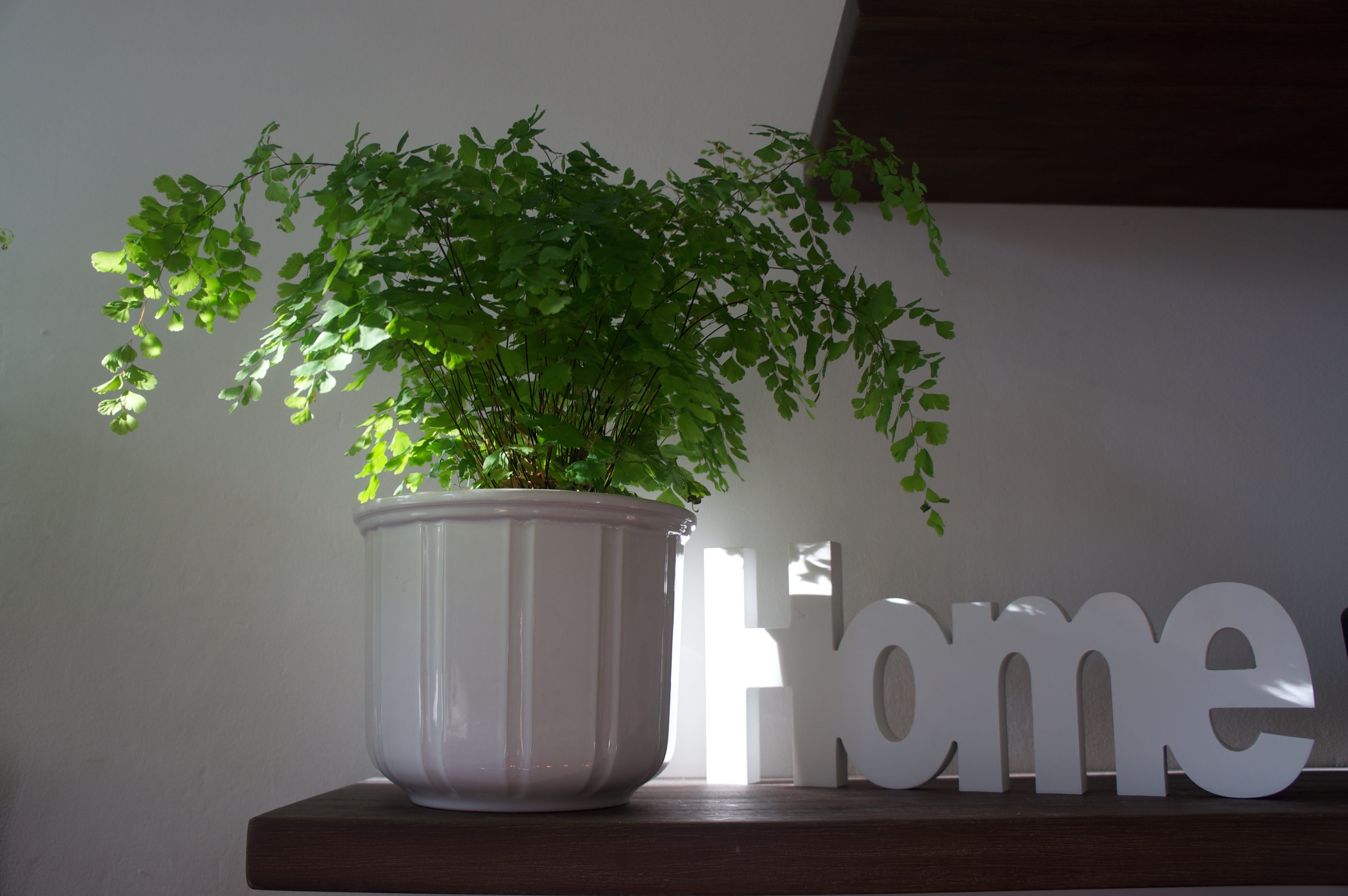 wooden sign, tree, Feel, At Ease, happy, filigree, fern plant, 4K, leaves, green color, leaf fern, close-up, vase, plant, flower pot, no people, fern, HD Wallpaper