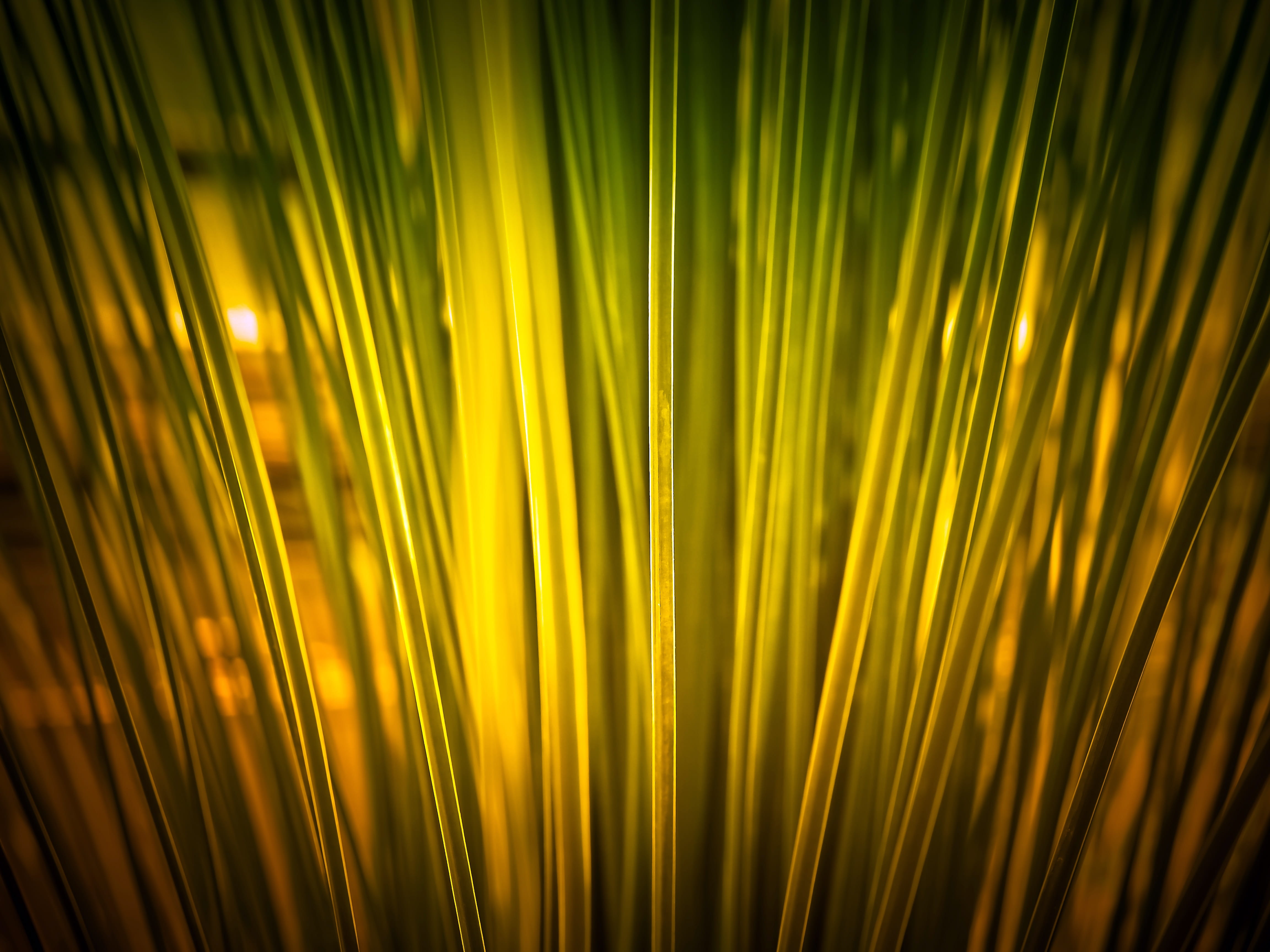 4K, palm leaf, Elephant Grass, sunlight, macro, outdoors, no people, pattern, nature, sun, grass, leaves, abstract, light, elephant, palm tree, abstract backgrounds, HD Wallpaper