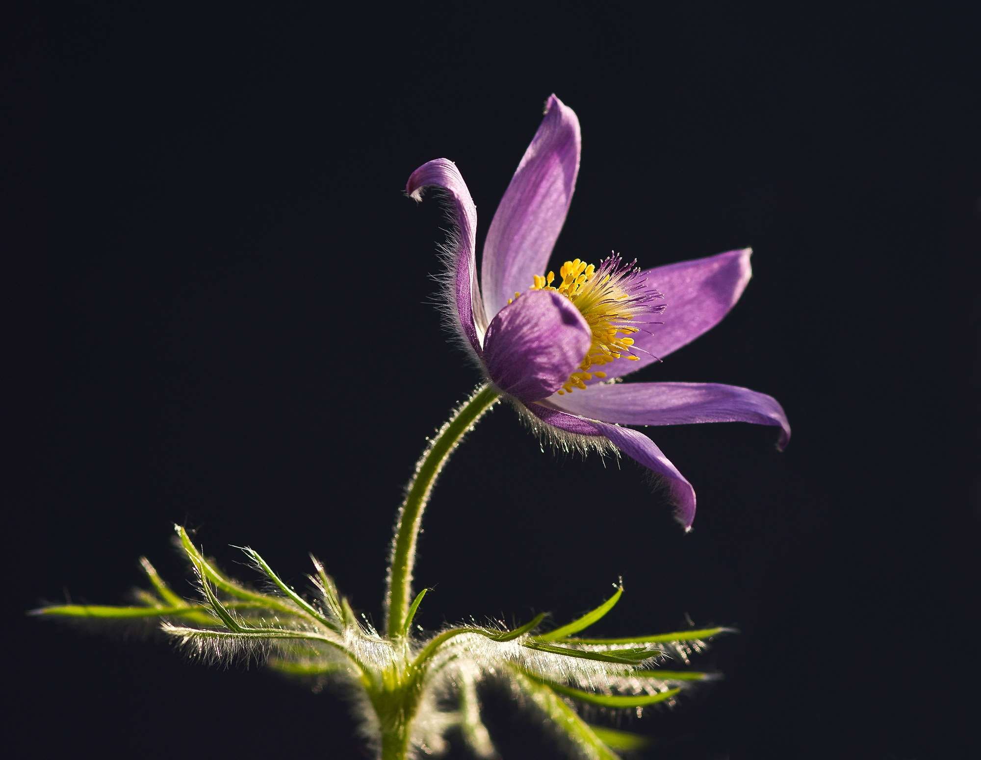hahnenfugewchs, selective focus, springtime, filigree, vulnerability, inflorescence, dry plant, fragility, freshness, plant, nature, pasqueflower, close-up, HD Wallpaper