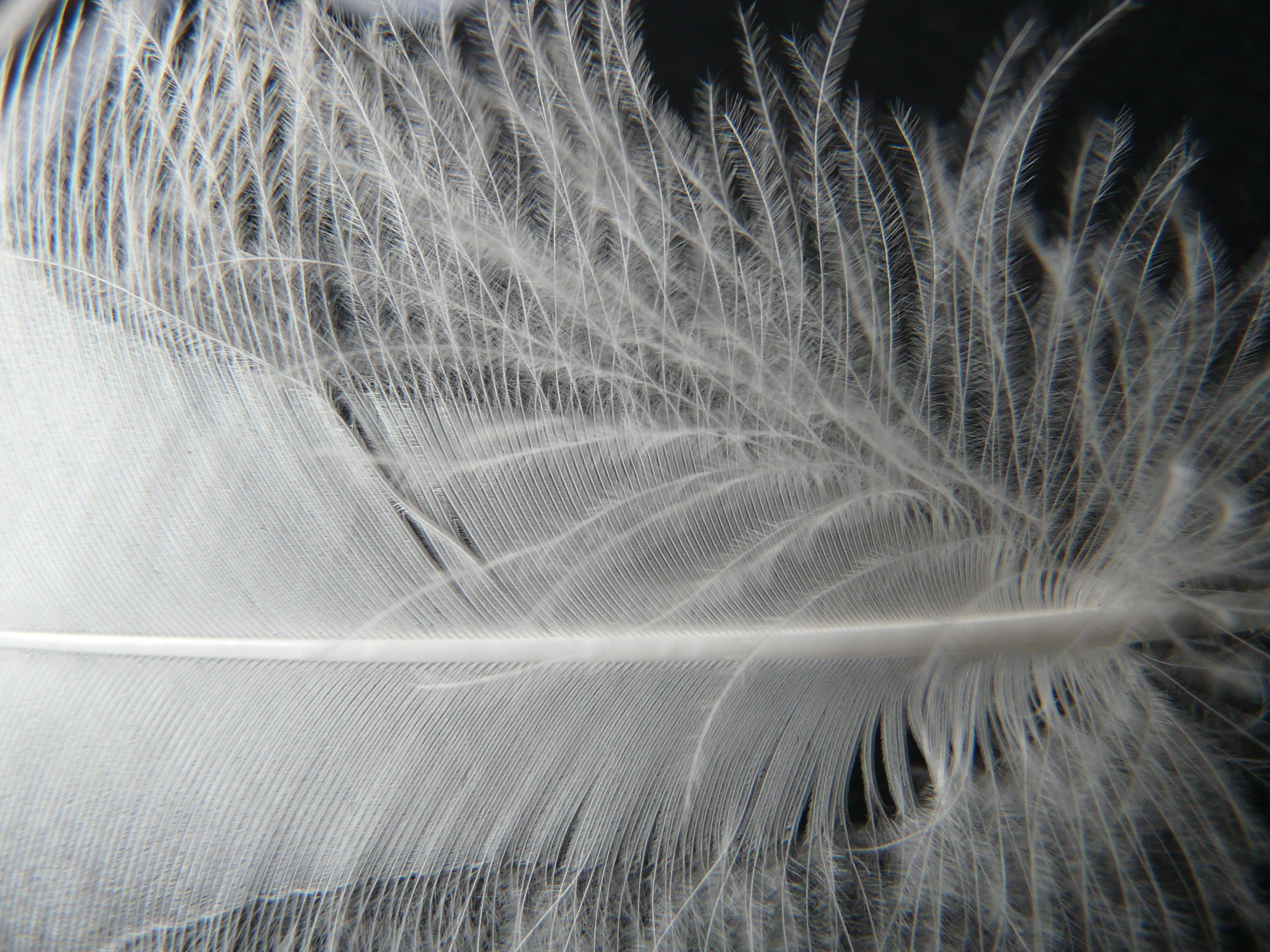bird, full frame, nature, tranquility, vulnerability, white, white color, plumage, outdoors, backgrounds, scenics - nature, abstract, fragility, down, filigree, HD Wallpaper
