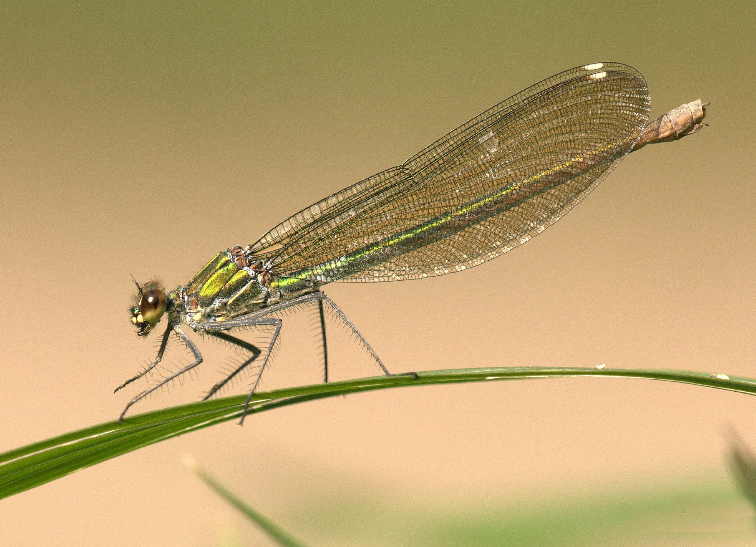 animals in the wild, meadow, nature, animal, plant, leaf, outdoors, animal themes, damselfly, 1080P, colored background, selective, close-up, wing, green color, HD Wallpaper
