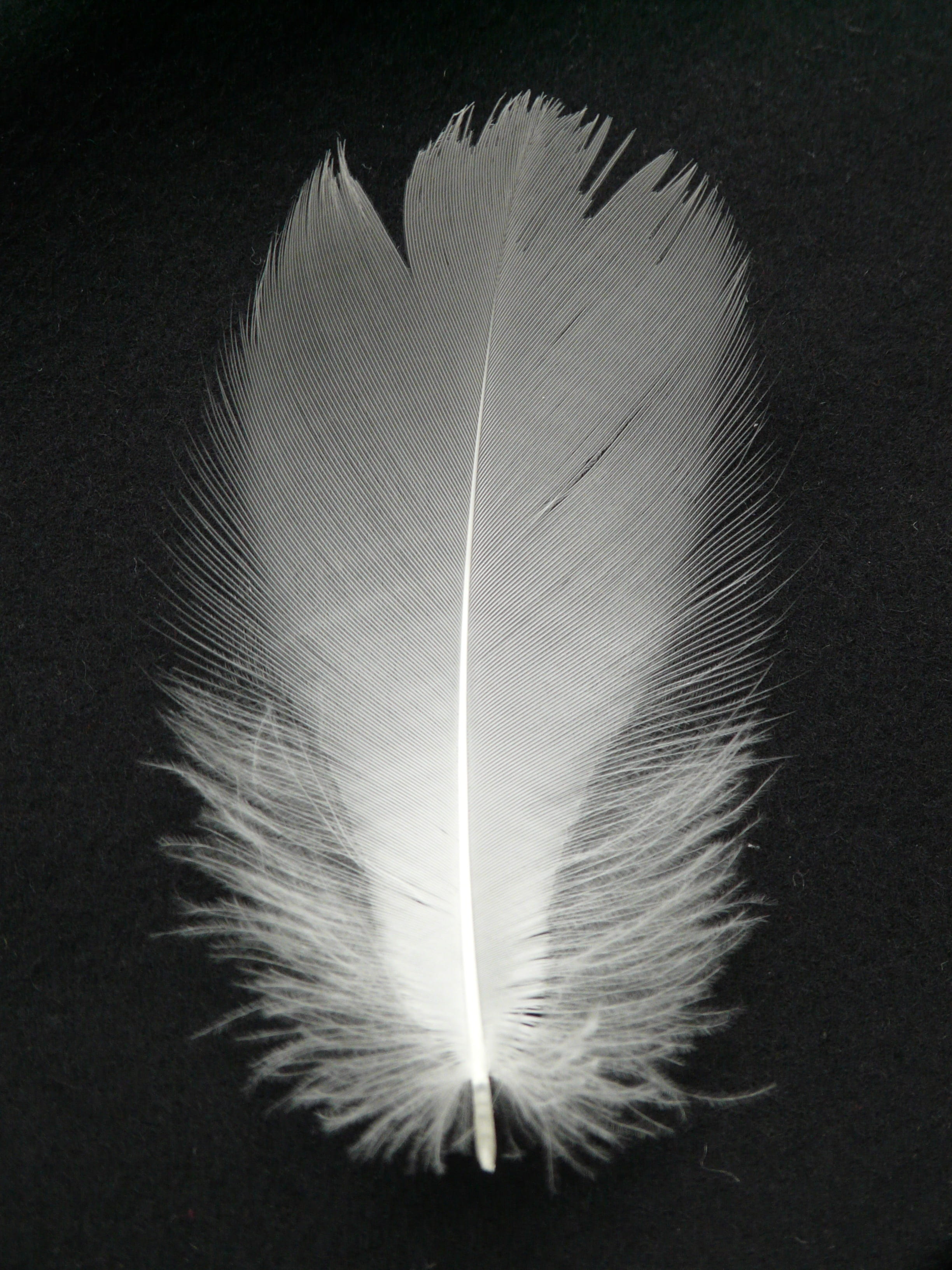 directly above, nature, single object, studio shot, indoors, black background, bird, high angle view, filigree, feather, white color, vulnerability, no people, Phone HD Wallpaper