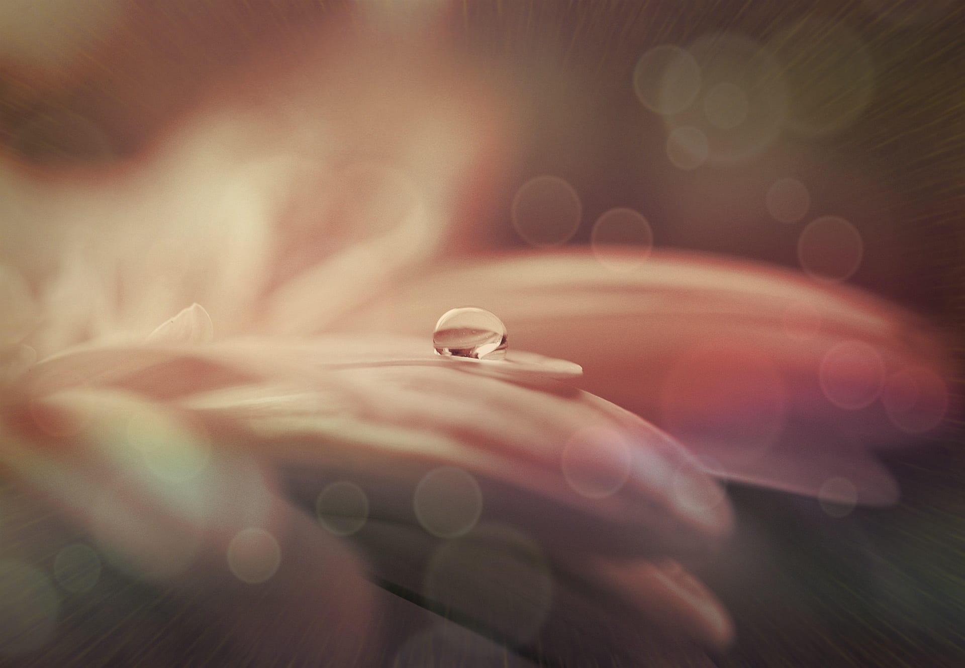 selective, nature, fine, bloom, flower, close, extreme close-up, day, moisture, farbenspiel, blossom, drop, lichtspiel, filigree, small, petal, water, moist, HD Wallpaper