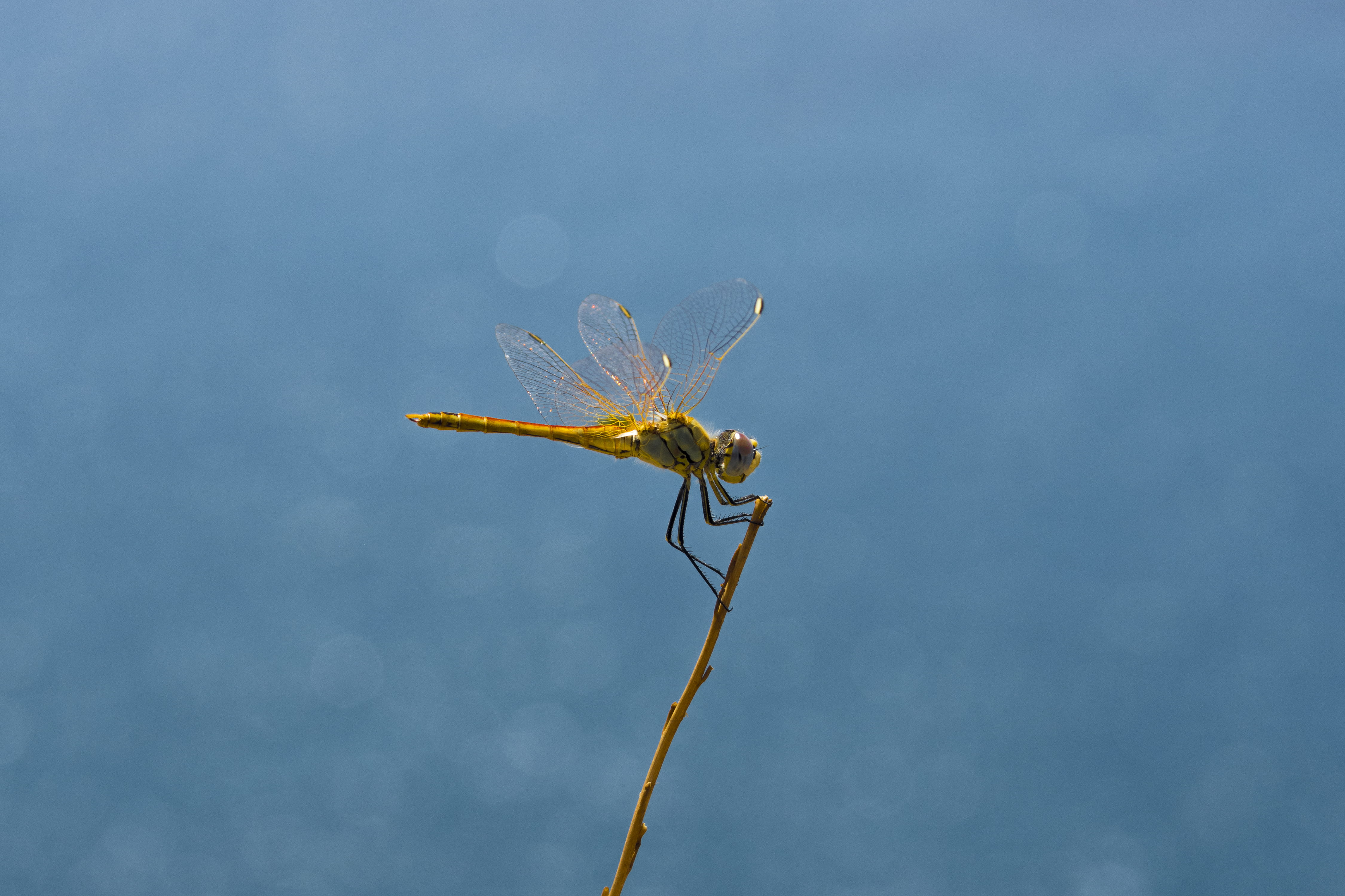 plant, animal wing, animal eye, macro, no people, golden, filigree, animal, animal wildlife, focus on foreground, one animal, zoology, plant stem, blue, HD Wallpaper