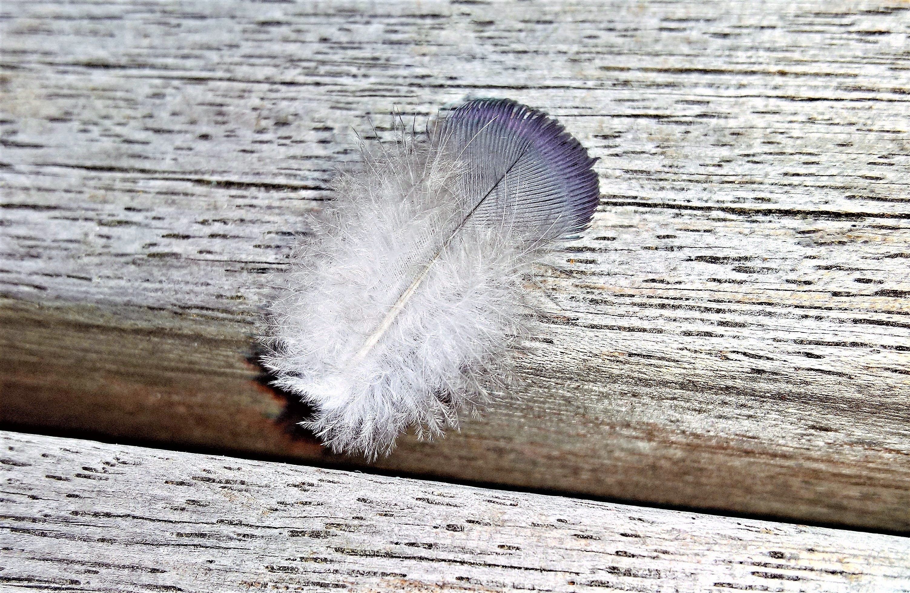 filigree, no people, single object, pattern, slightly, feather, focus on foreground, softness, close-up, beauty in nature, outdoors, fluffy, grey, textured, HD Wallpaper