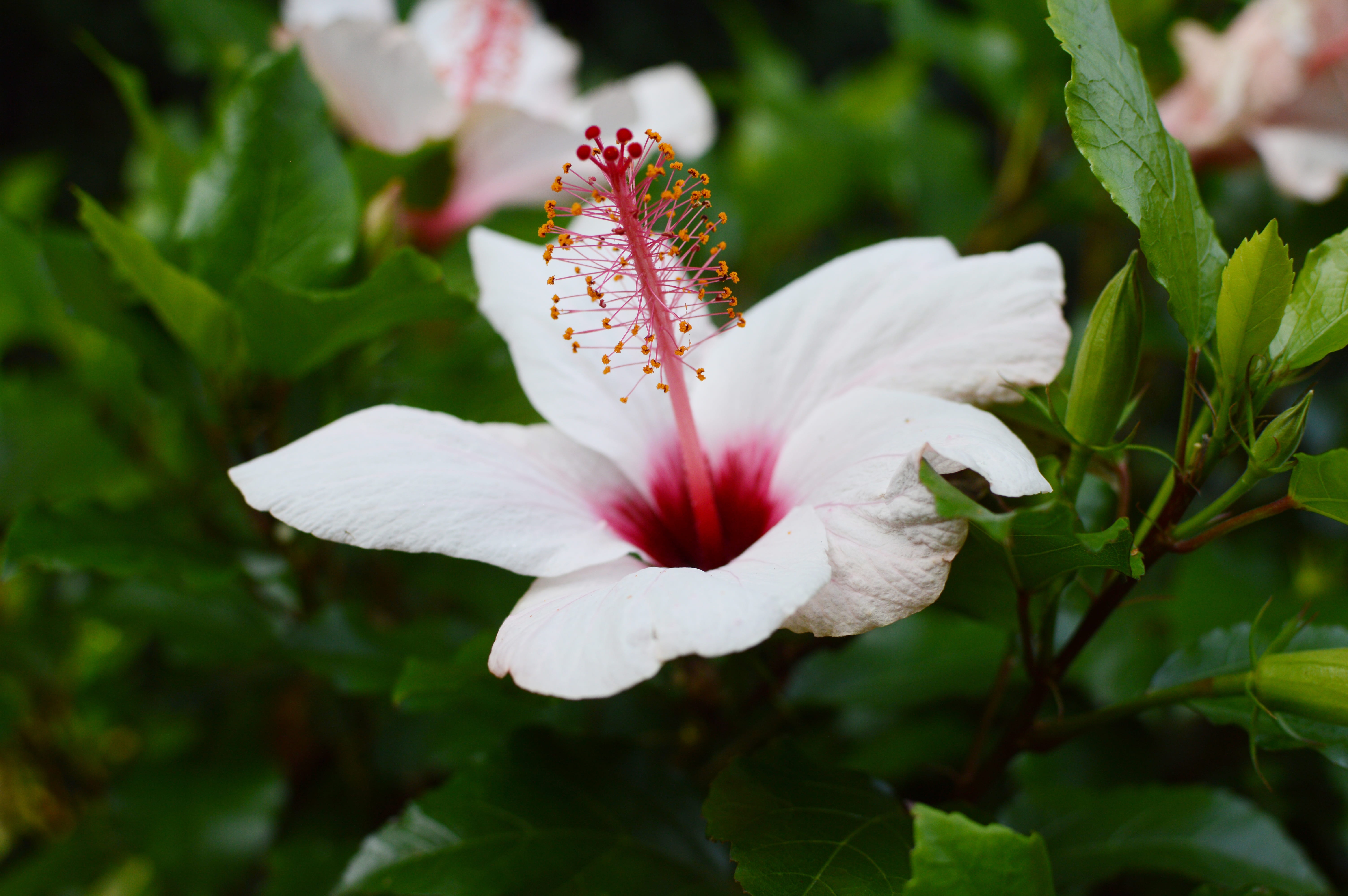 white color, flower head, fragility, wild orchid, leaf, flowering plant, flower, close-up, outdoors, white, bloom, blossom, plant, growth, no people, hibiscus, HD Wallpaper