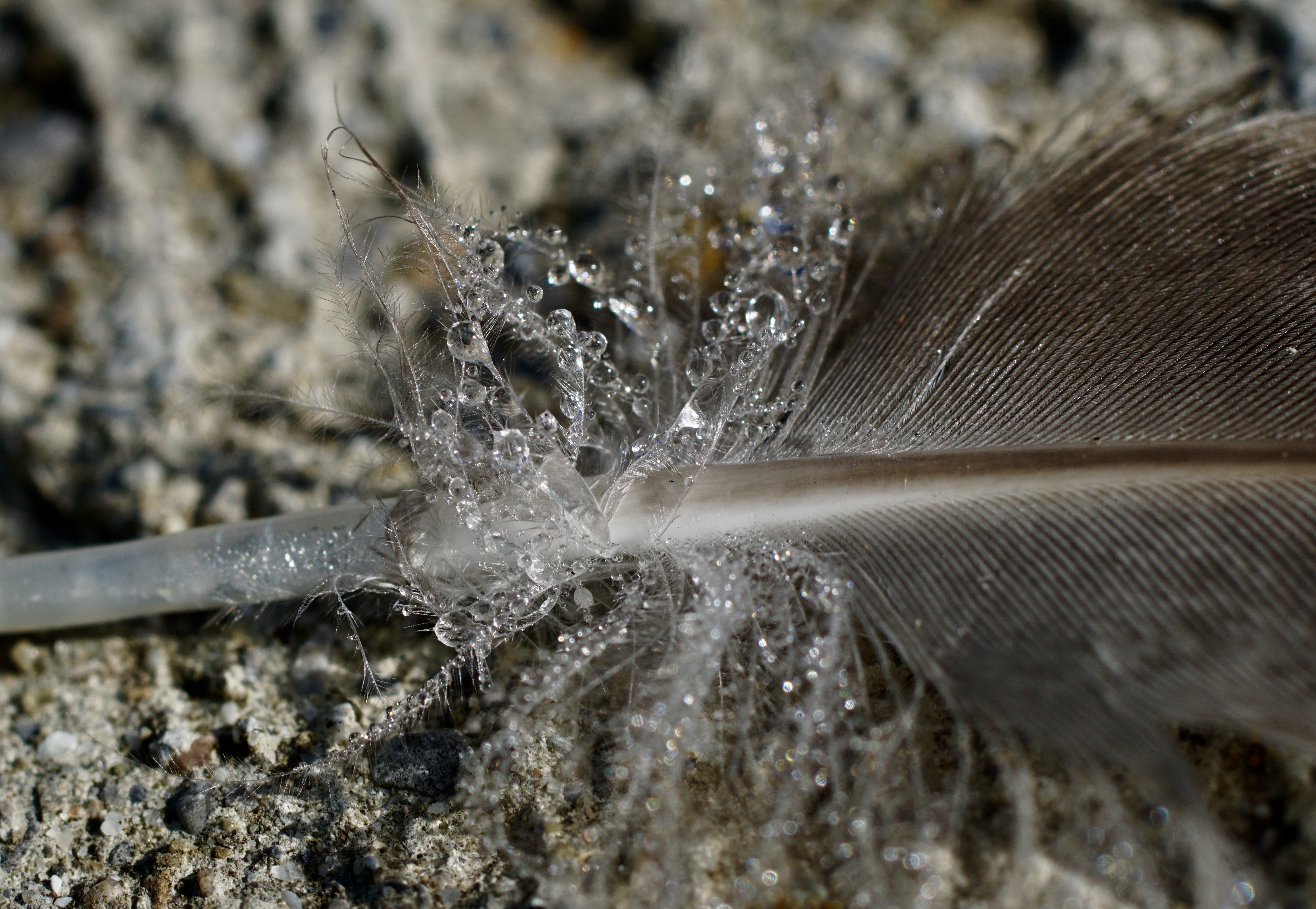 morgentau, vulnerability, 5K, duck feather, purity, nature, lightweight, snow, ice, close-up, drip, spring, duck, down, bird feather, wild, animal themes, HD Wallpaper