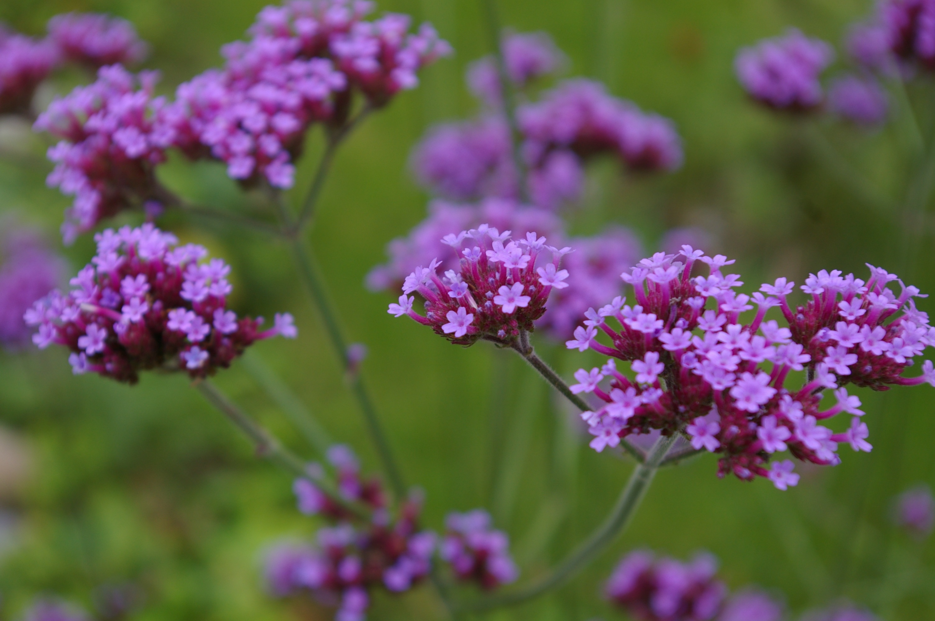botany, 2K, petal, selective, garden, beauty in nature, purple, photo, close-up, focus on foreground, focus, garden design, flower, inflorescence, bloom, HD Wallpaper