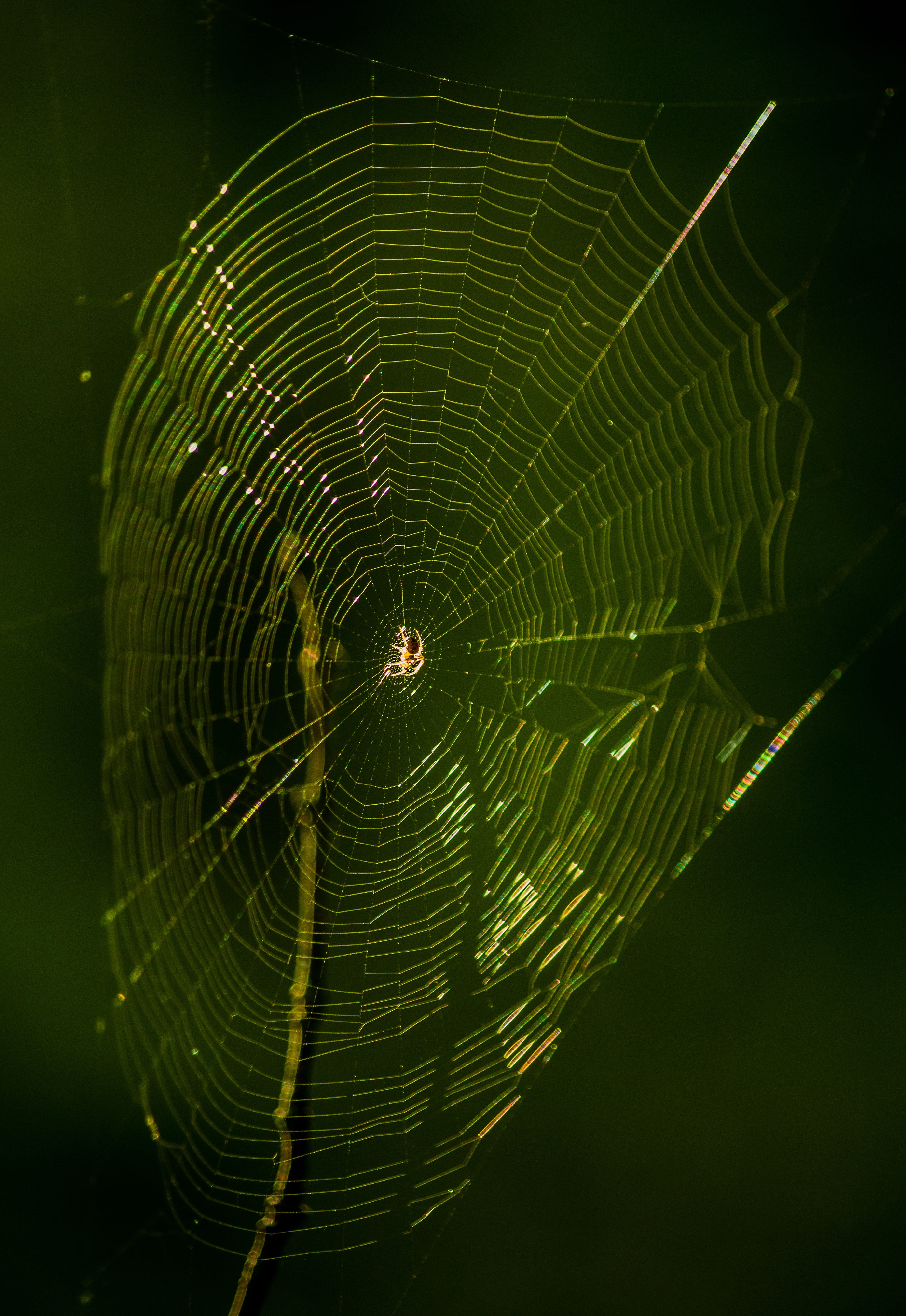 5K, close up, cobweb, arachnid, spider, focus on foreground, black background, filigree, animals in the wild, spider web, vulnerability, animal wildlife, Phone HD Wallpaper