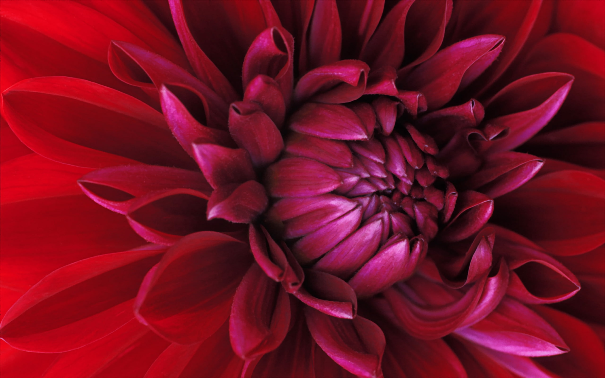 quality, windows, flower, 2K, wide, beautiful, best, HD Wallpaper