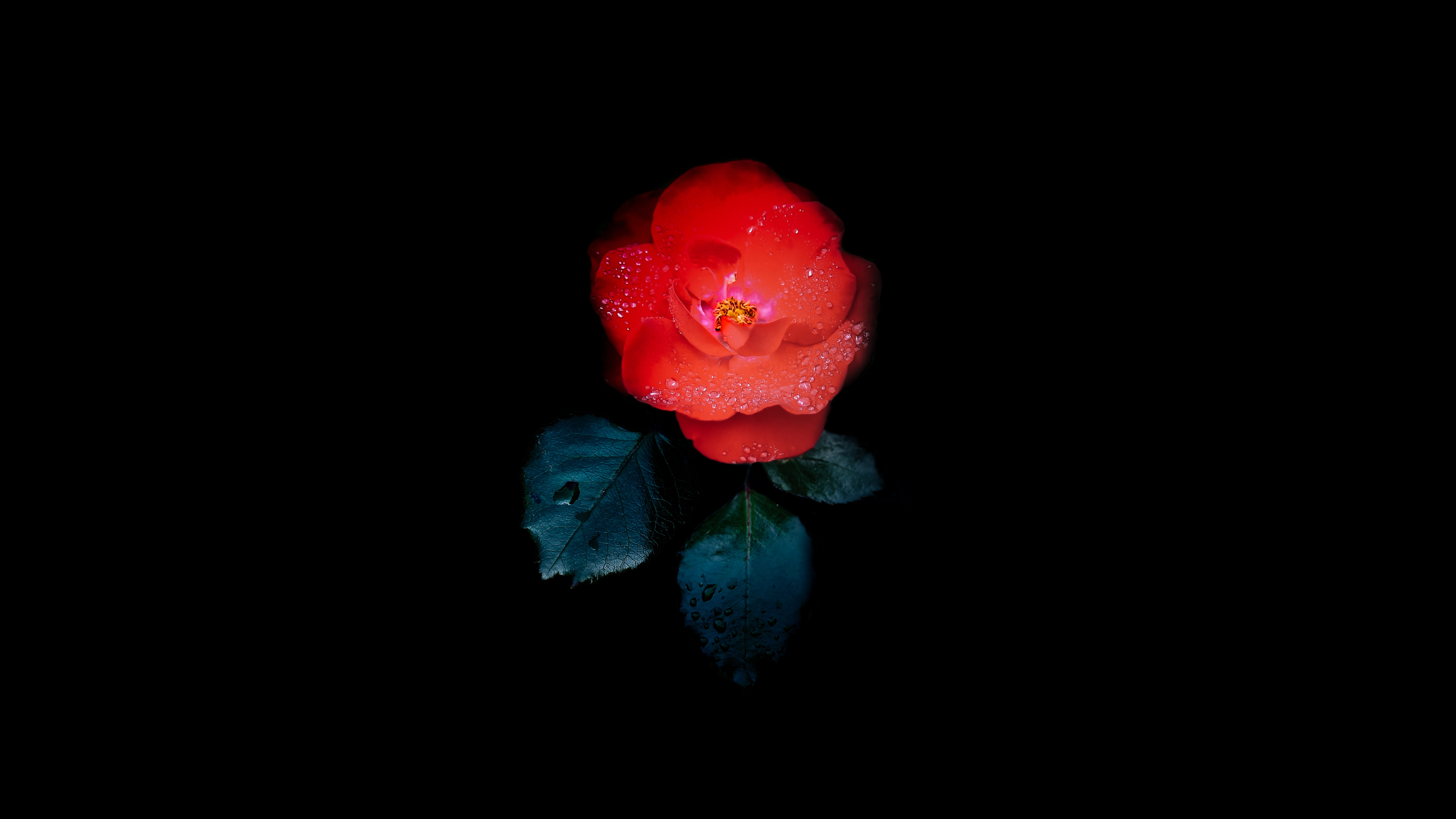 copy space, matural, berry fruit, vulnerability, hdwallpaper, sri lanka, close-up, love, dew, freshness, 4k, plant, no people, roses, water, HD Wallpaper