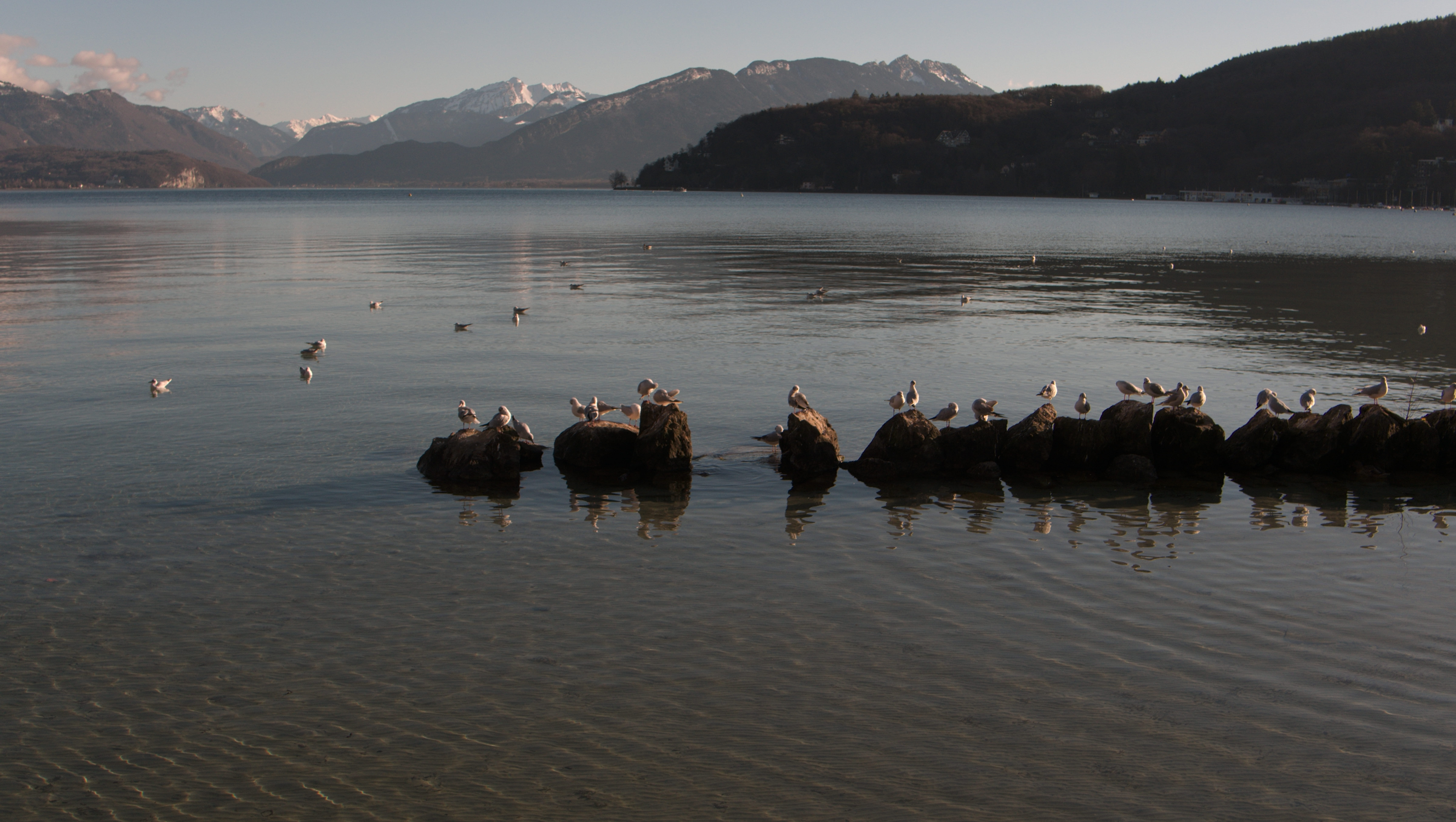 group of people, landscape, animals, outdoors, background, waterfront, animal wildlife, bird, vertebrate, sky, group of animals, animal themes, beauty in nature, HD Wallpaper