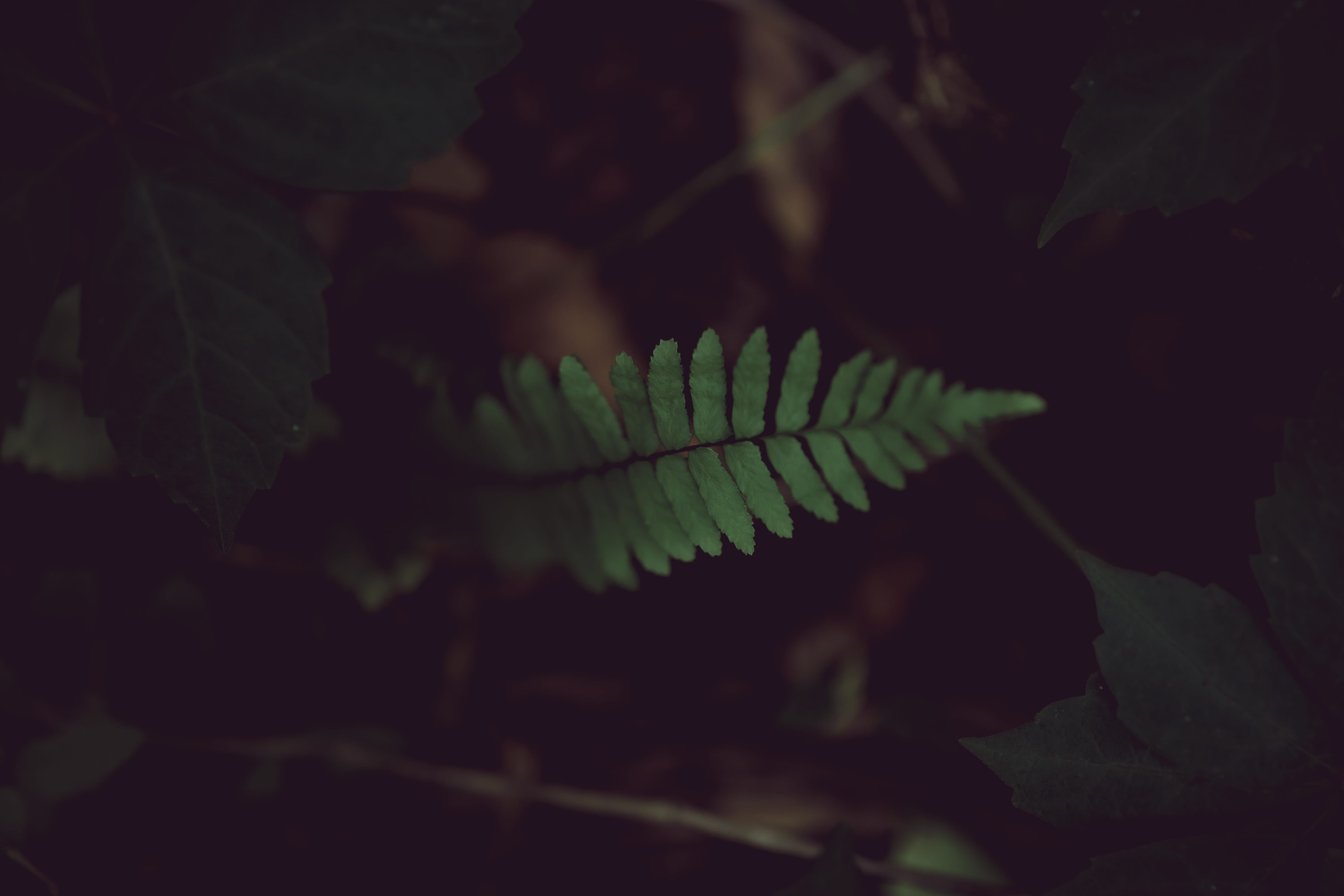 nature, blossom, green color, foliage, outdoors, bokeh, plant part, outdoor, natural pattern, leaves, fish, beauty in nature, plantlife, HD Wallpaper