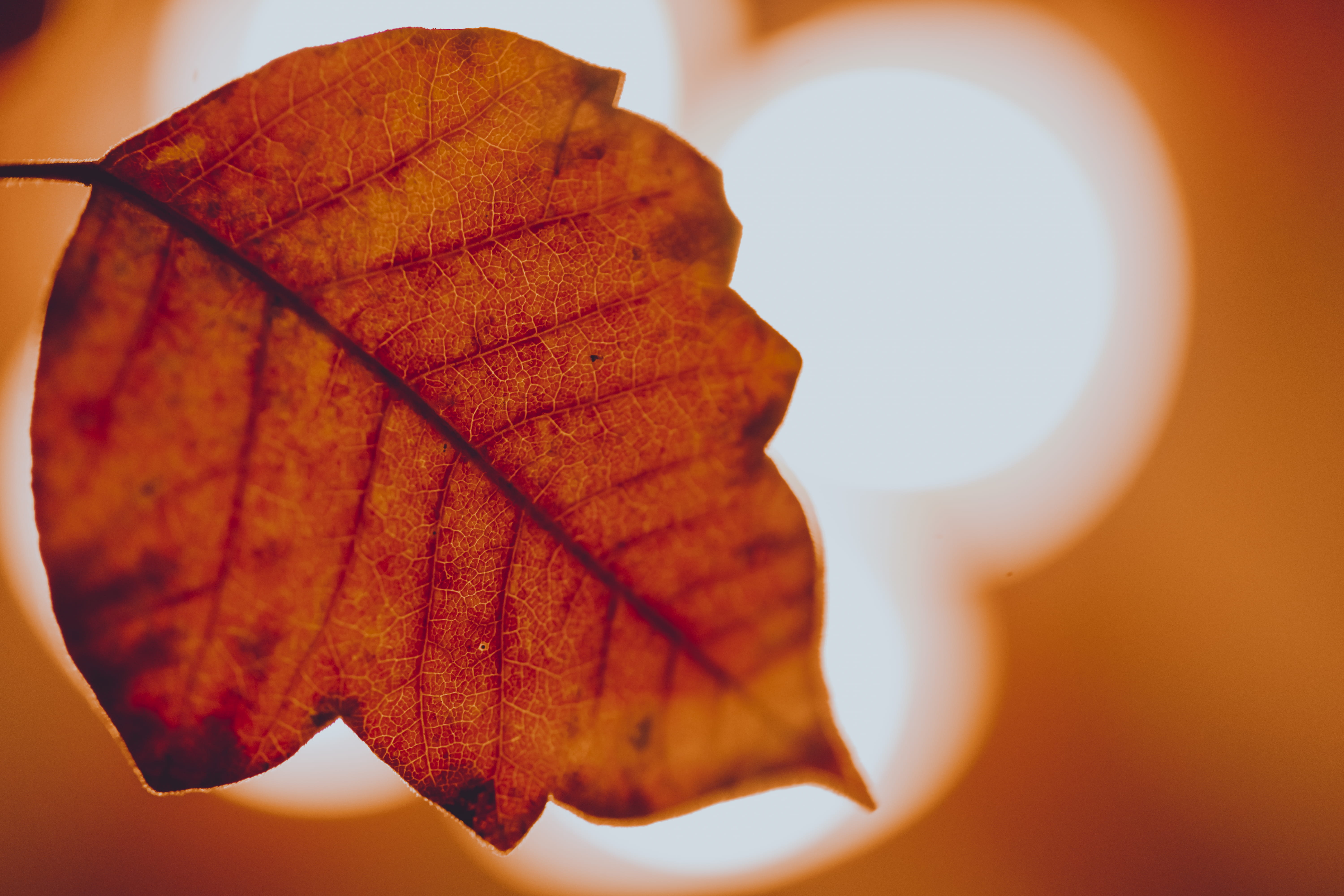 hd, color, warm, hd, natural condition, leaf vein, orange color, plant part, plant, colored background, ultra, cozy, dry, close-up, 5K, nature, HD Wallpaper