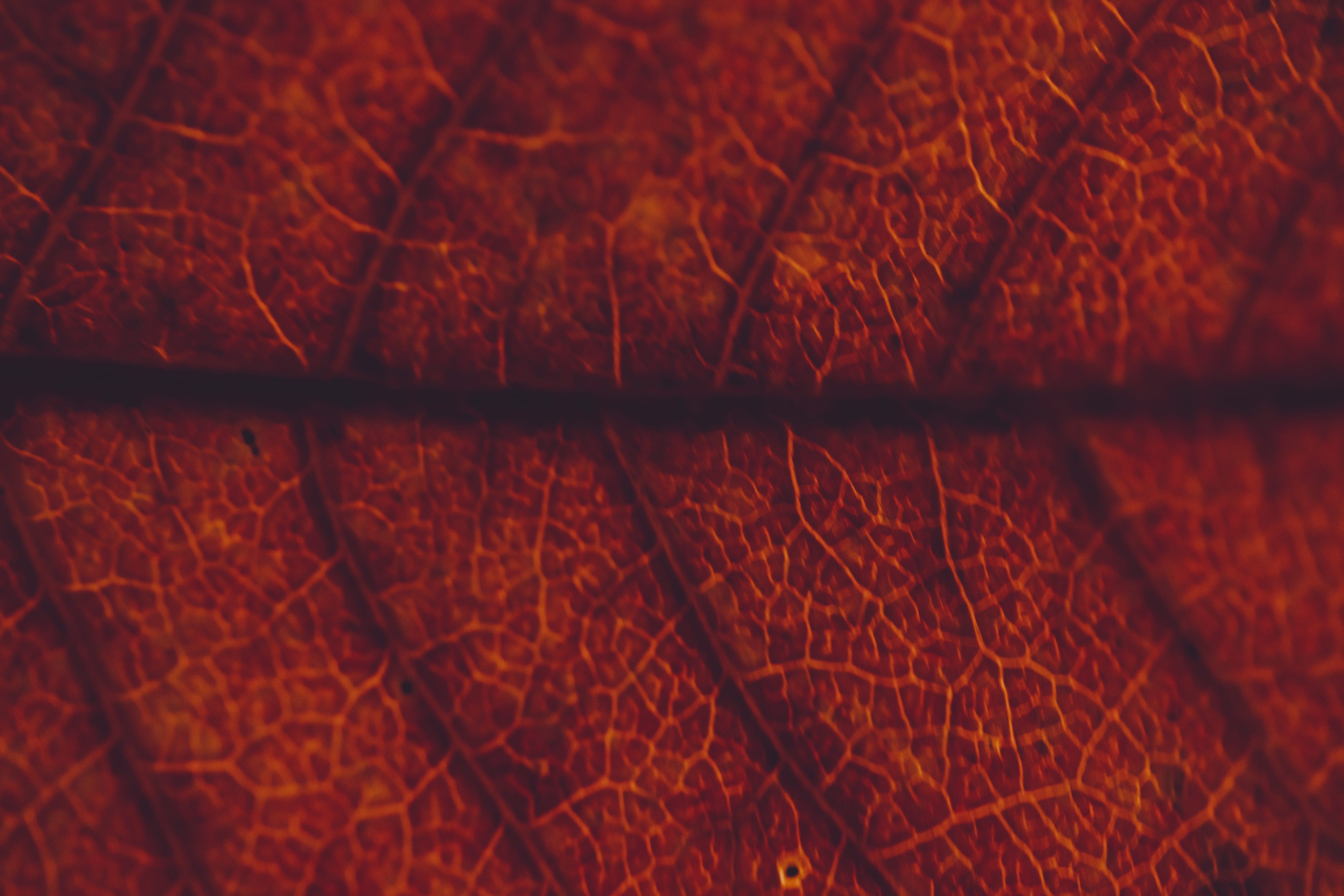 abstract, leaf, selective focus, thanksgiving, brown, design, backgrounds, cozy, veins, night, ultra, close-up, nature, full frame, hd, wood - material, HD Wallpaper