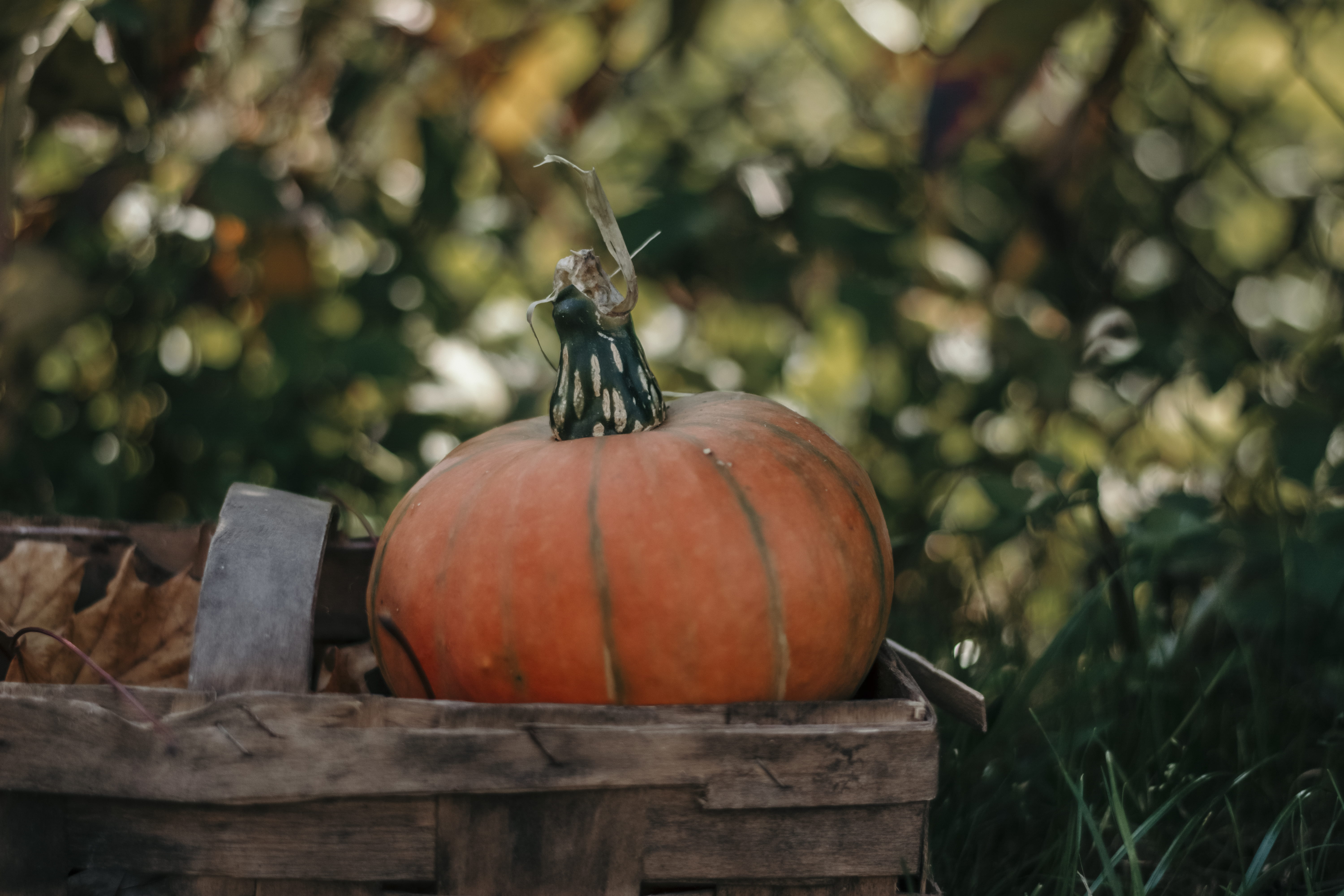 iphonewallpaper, outdoors, freshness, food and drink, nature, wellbeing, healthy eating, wood - material, 5K, autumnal, growth, food, brown, focus on foreground, HD Wallpaper