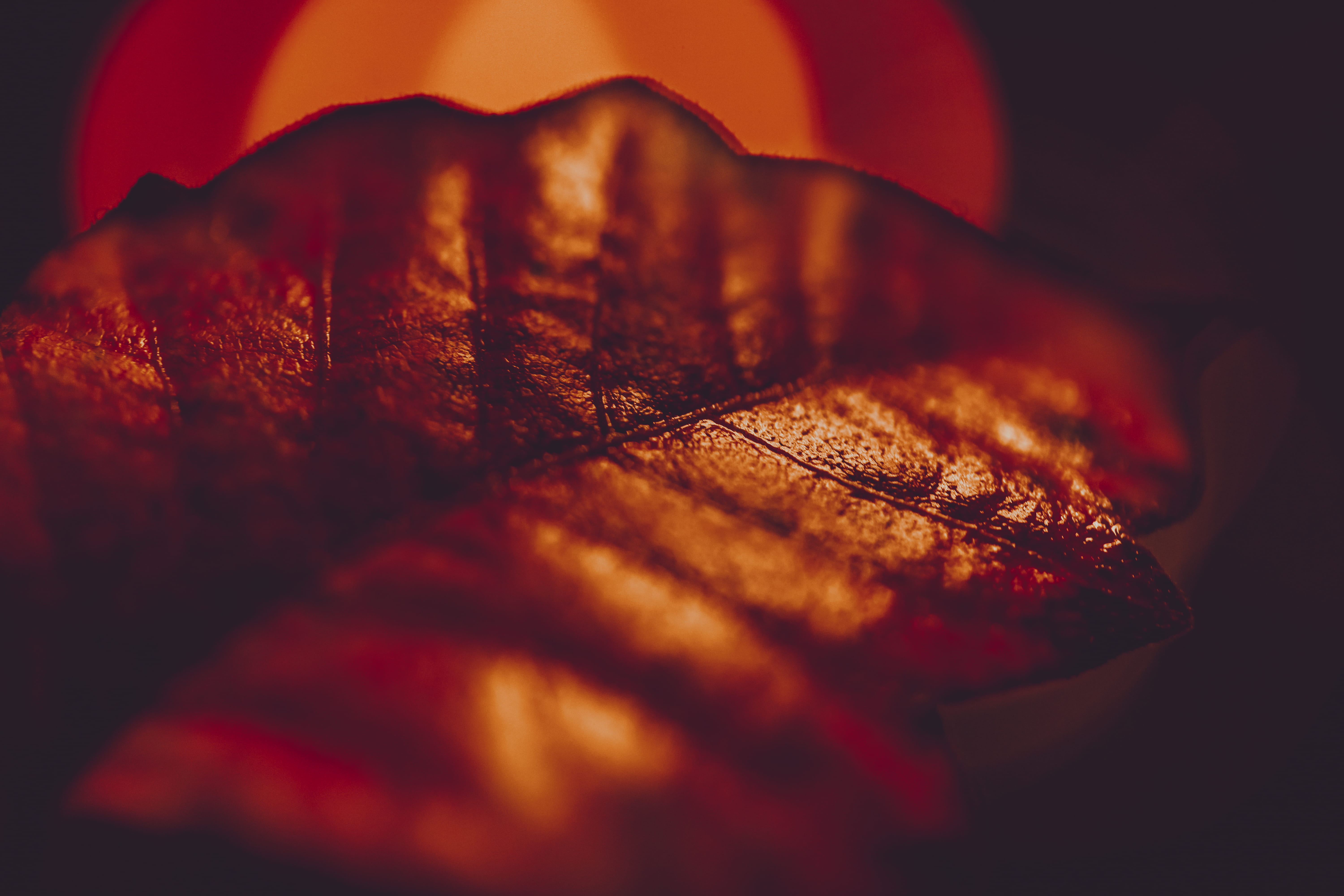 color, food and drink, french food, orange color, light, warm, croissant, bokeh, texture, hdwallpaper, nature, leaf, macro, 5K, red, selective focus, no people, HD Wallpaper