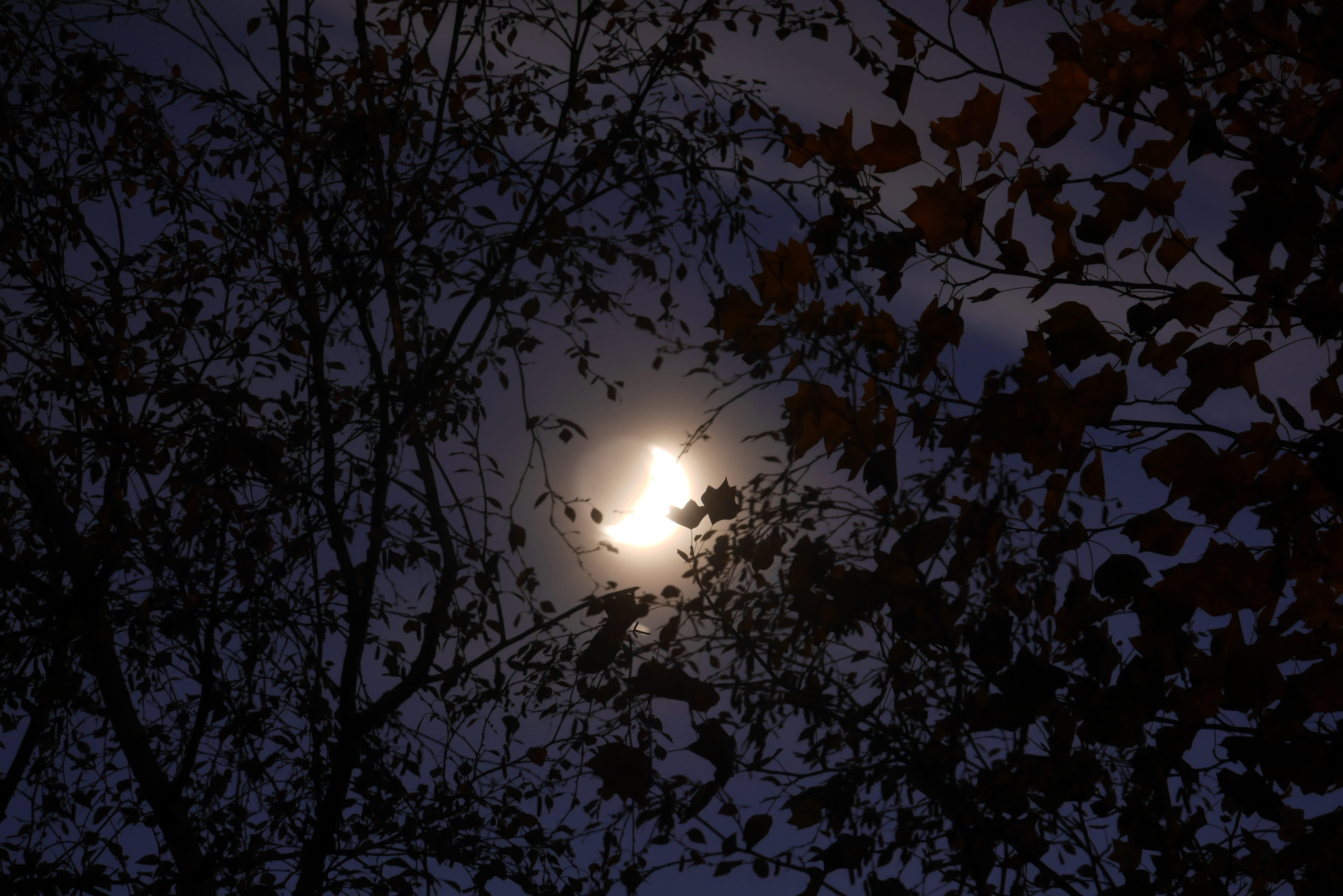 low angle view, directly below, scenics - nature, leaves, light, night, sunset, 5K, outdoors, plant, silhouette, background, sky, nature, planetary moon, HD Wallpaper