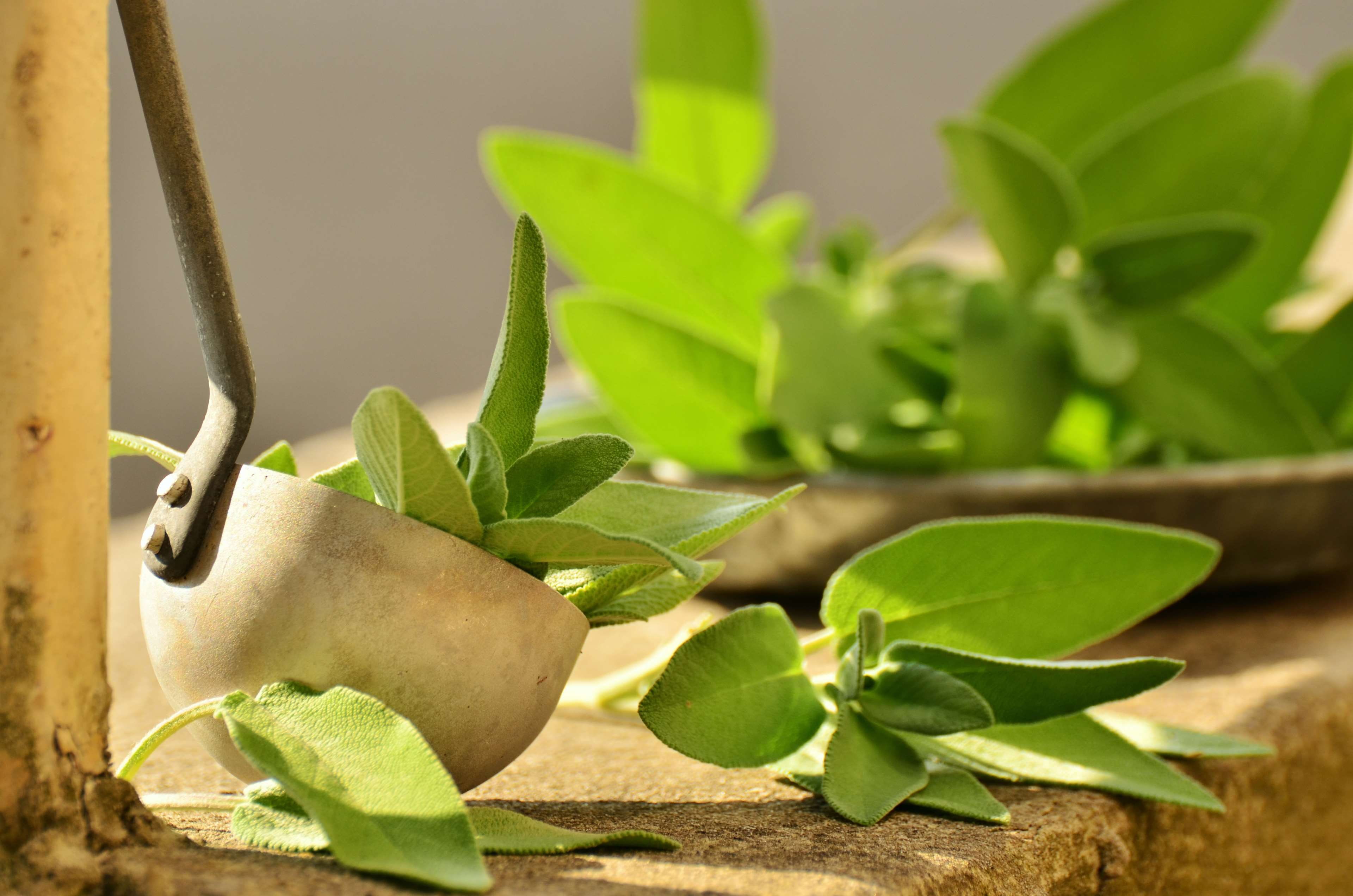 healthy, wood - material, garden spice plant, wellbeing, kitchen spice, outdoors, 4K, green, organic, garden plant, real sage, day, growth, freshness, HD Wallpaper