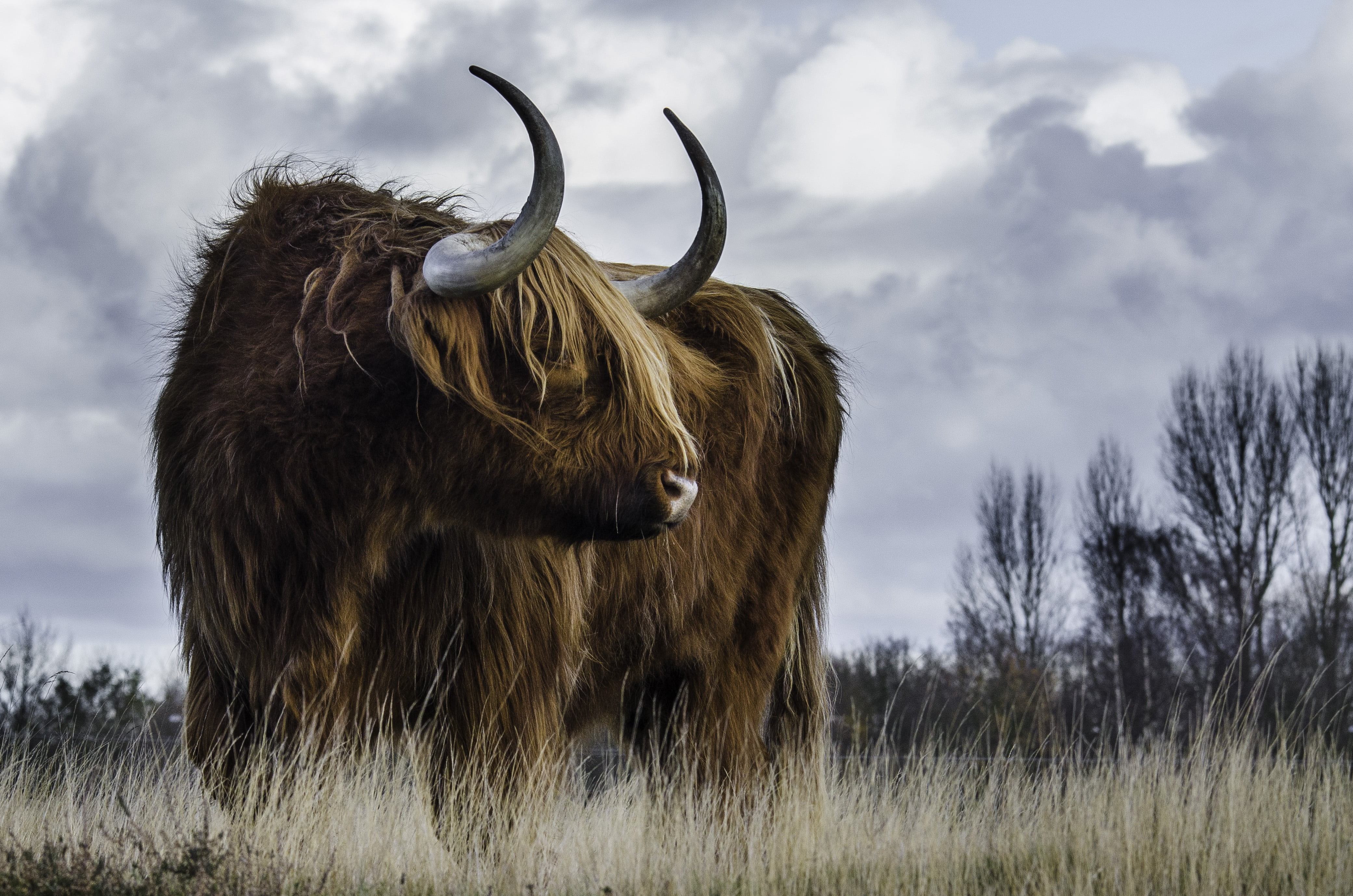 field, 4K, animal hair, horned, domestic animals, wildlife, cloud - sky, no people, countryside, outdoors, nature, plant, sky, highland cattle, land, cow, HD Wallpaper