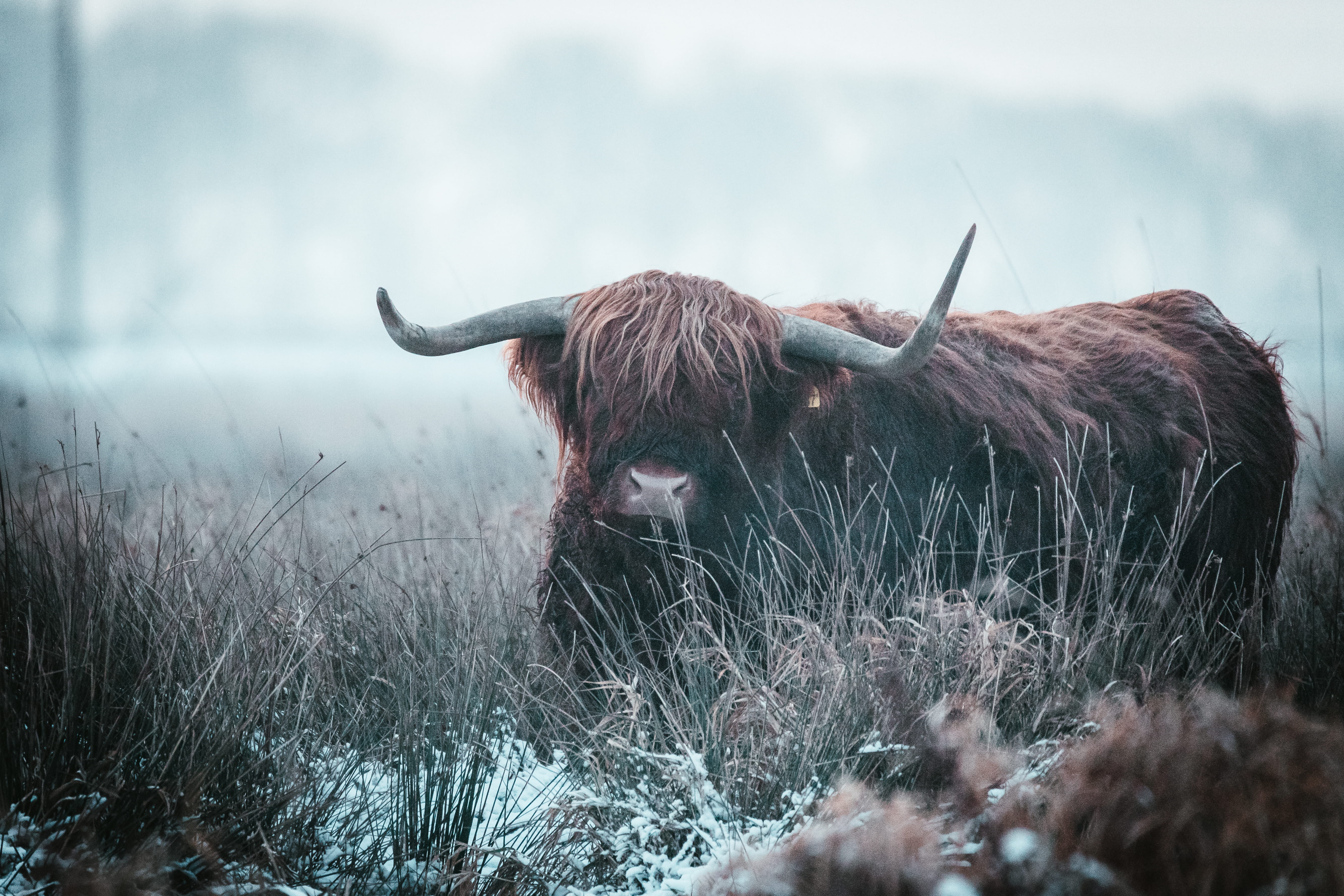 cattle, domestic cattle, one animal, rhino, brown, 5K, field, domestic animals, animal, livestock, land, hip, animal wildlife, domestic, nature, no people, HD Wallpaper