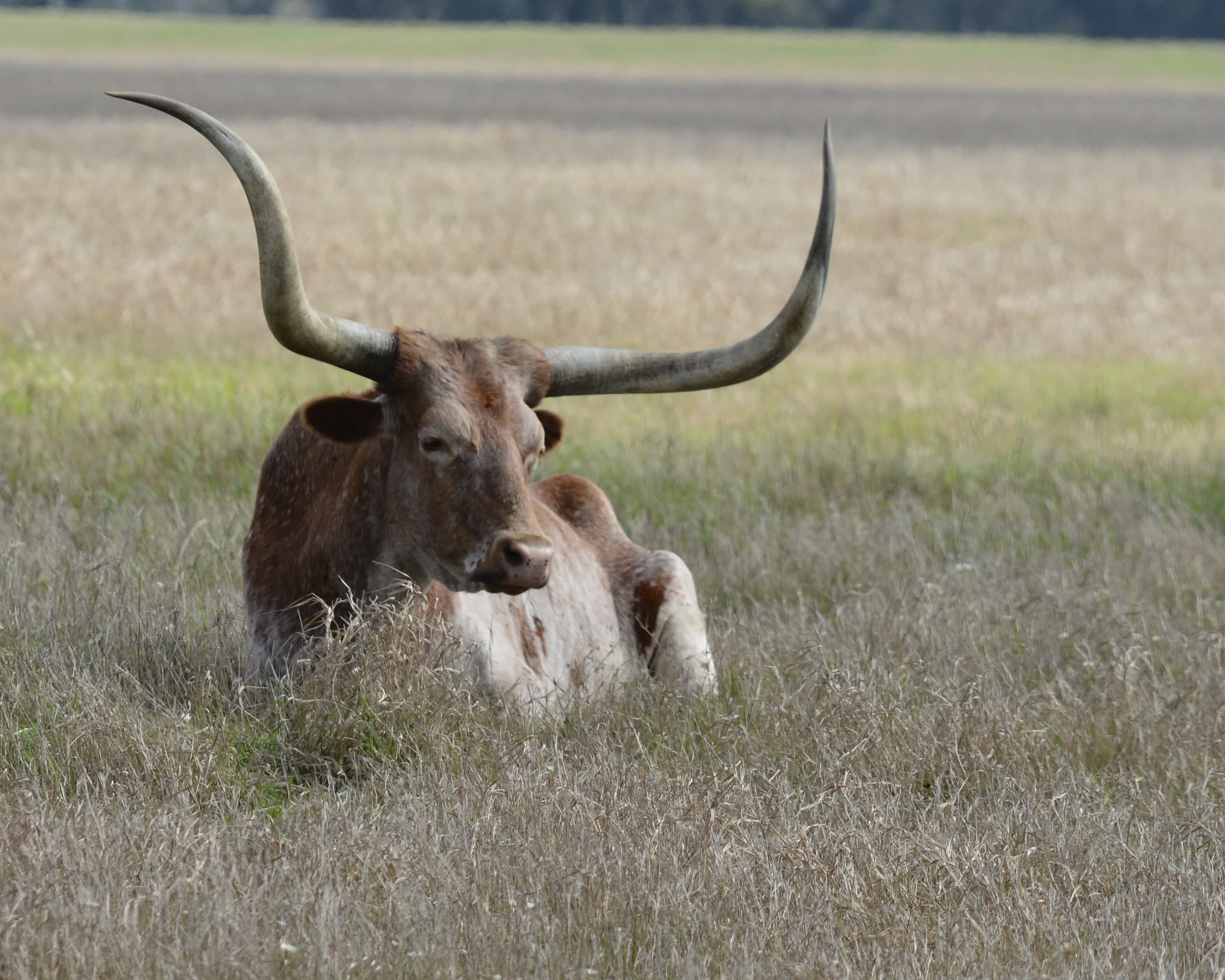 focus on foreground, nature, animal wildlife, animal themes, animal, cow, day, domestic animals, bull, plant, country, brown, laying, grazing, 2K, deer, HD Wallpaper