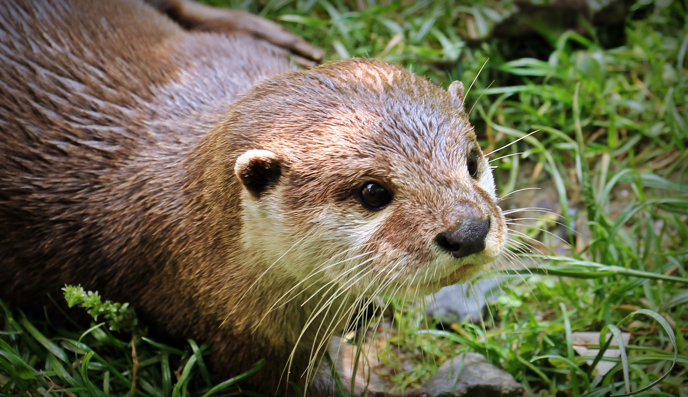 whisker, cute, vertebrate, plant, fur, close-up, young animal, young, animal themes, grass, animal world, focus on foreground, mammal, animal head, otter cub, HD Wallpaper