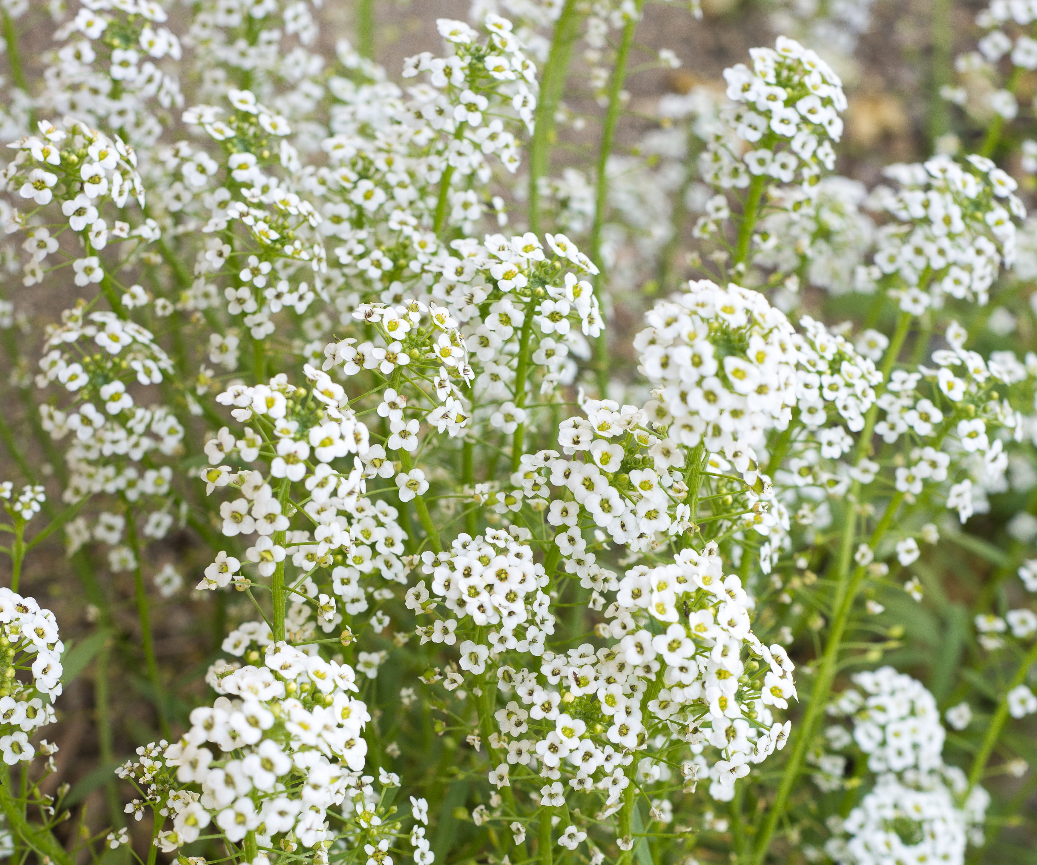 breath, bunch, petal, food, white color, romance, day, outdoors, bridal, springtime, flower head, elegance, close-up, leaf, texture, gardening, gypsophila, HD Wallpaper