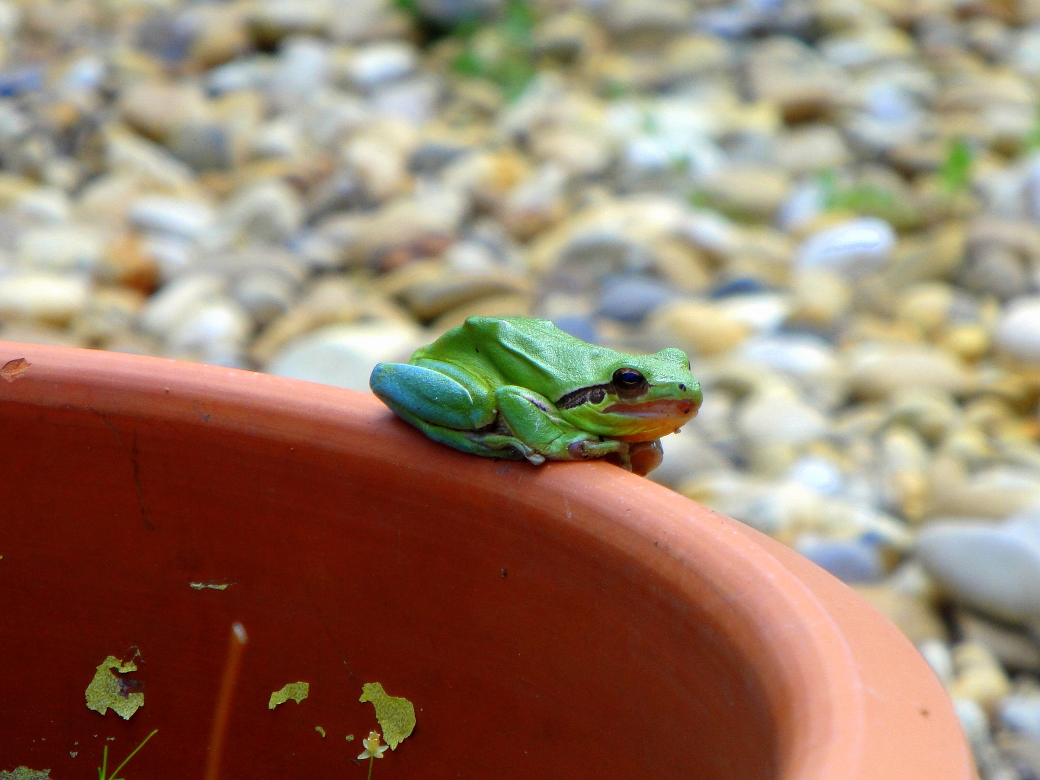 green color, reptile, croak, toad, jump, animal, amphibian, cute, wild, croaking, focus on foreground, vertebrate, chameleon, creature, one animal, lizard, HD Wallpaper